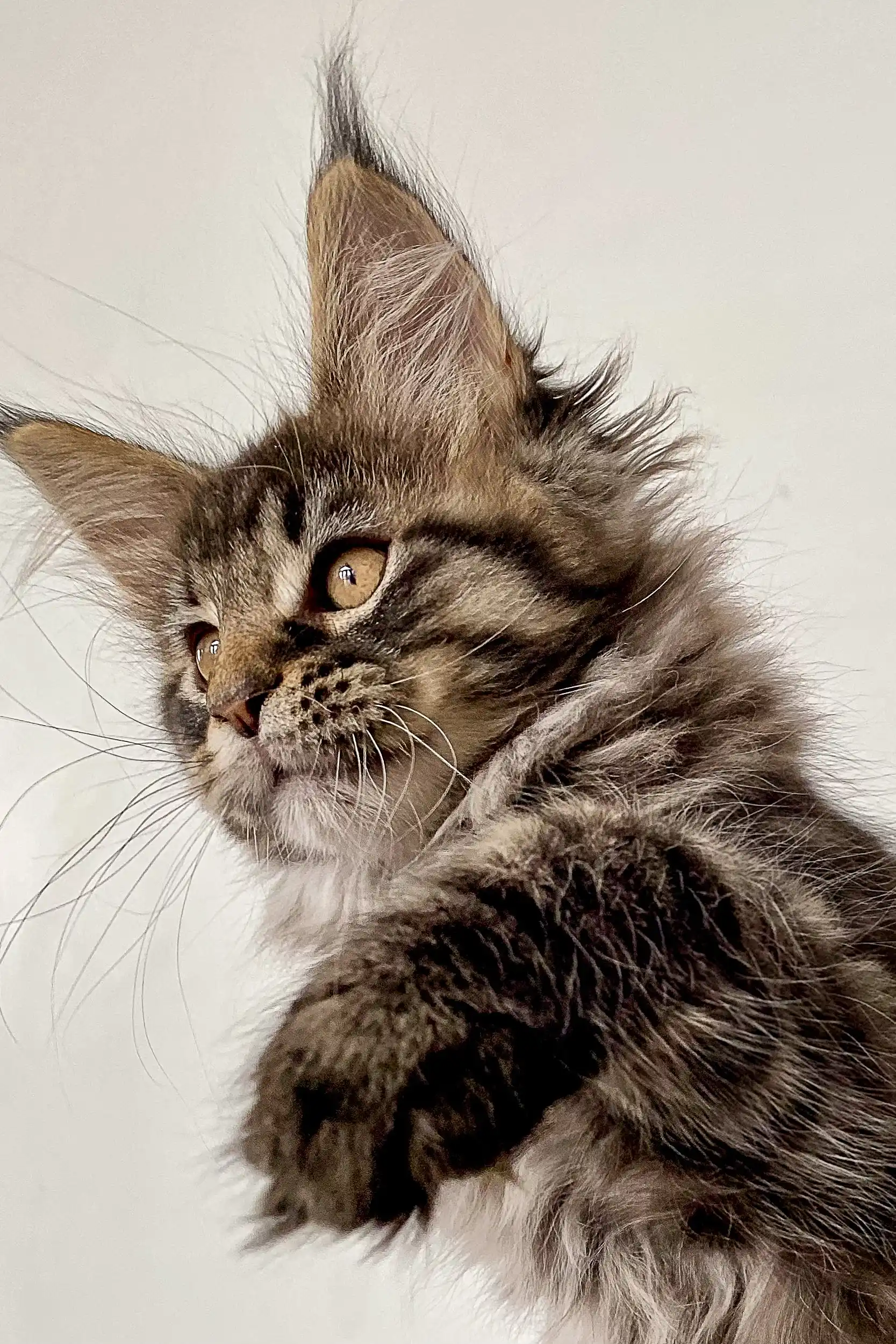 Indigo | Maine Coon Kitten - Image 7
