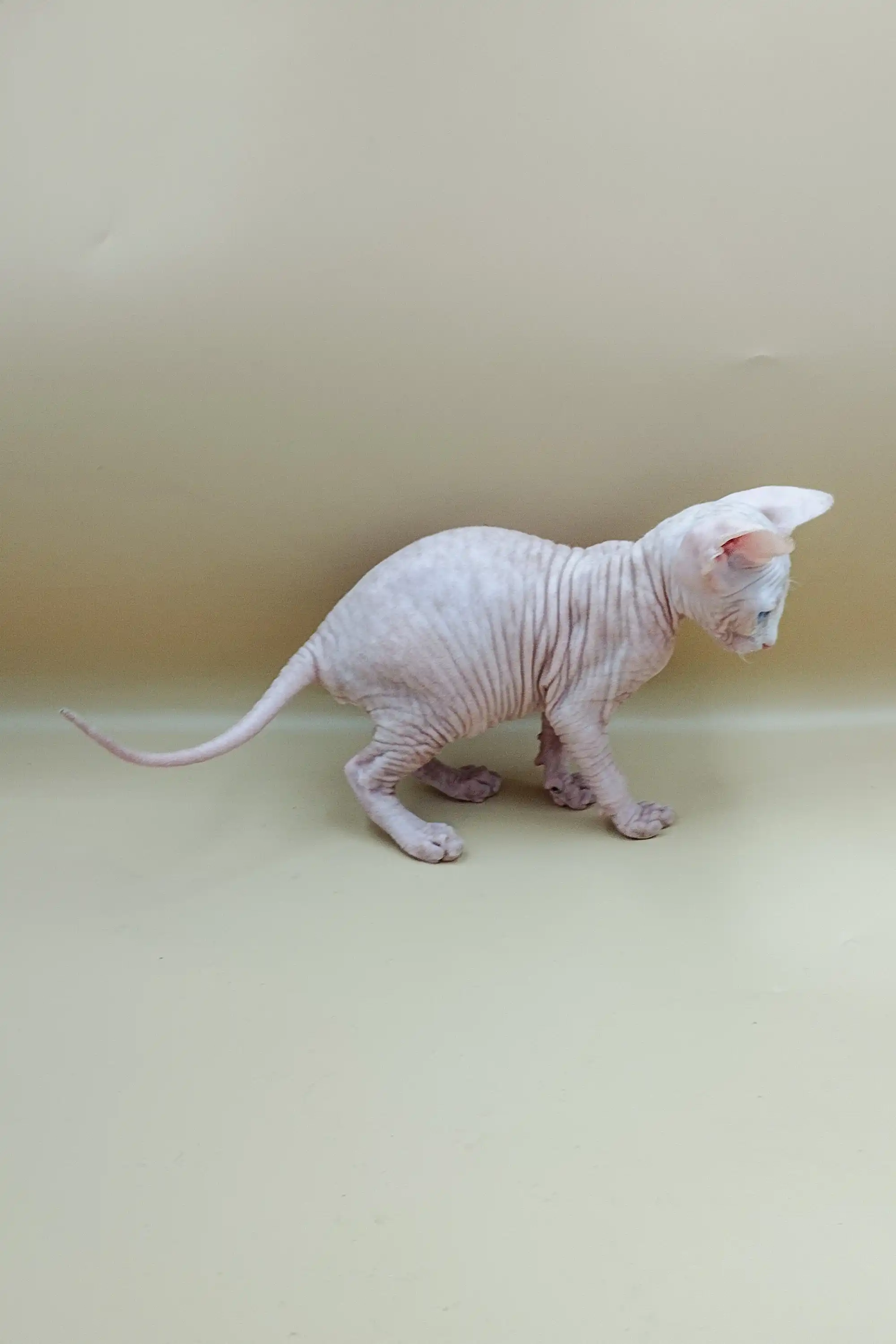 Indigo | Sphynx Kitten - Image 12