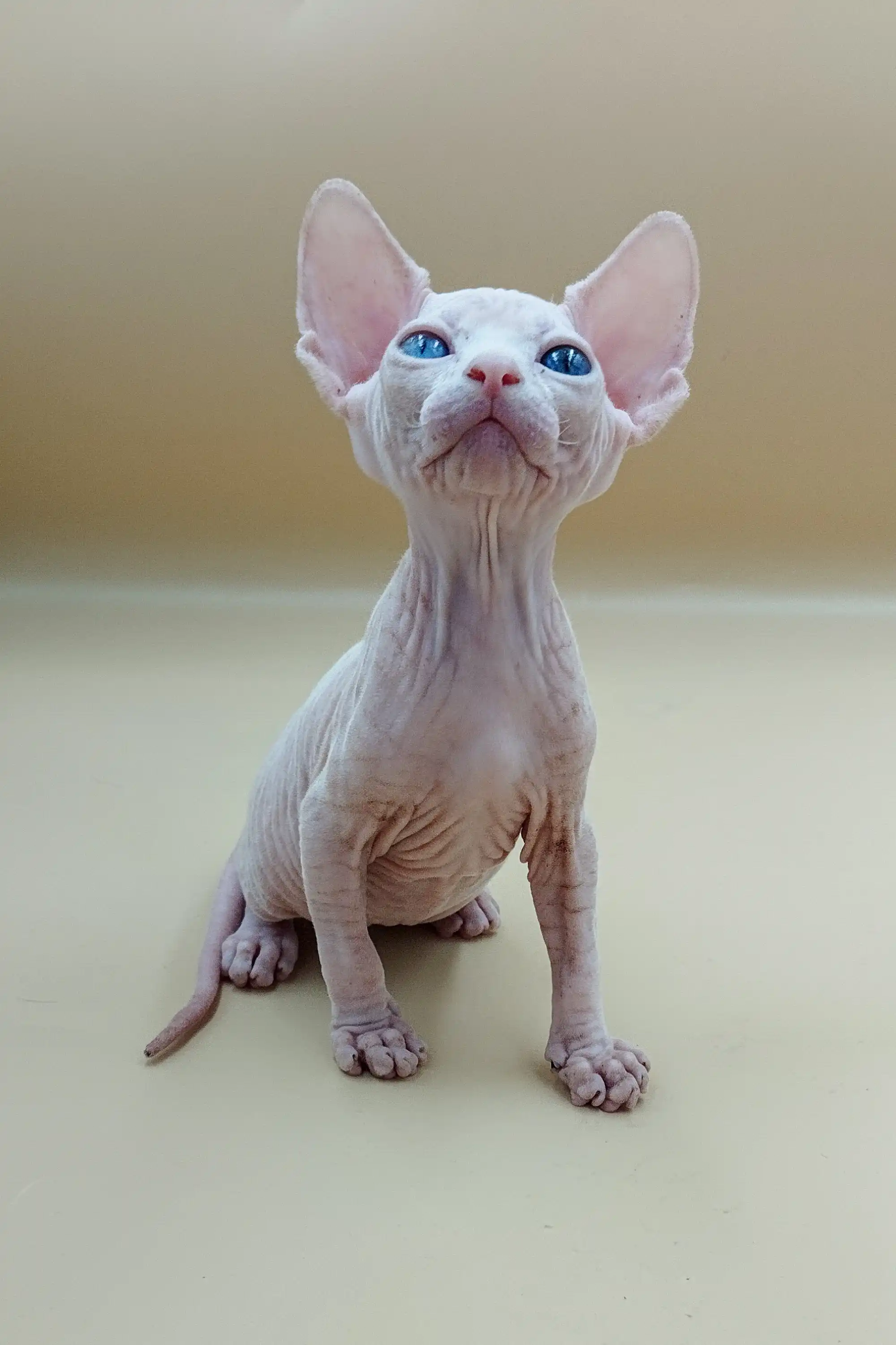 Indigo | Sphynx Kitten - Image 20