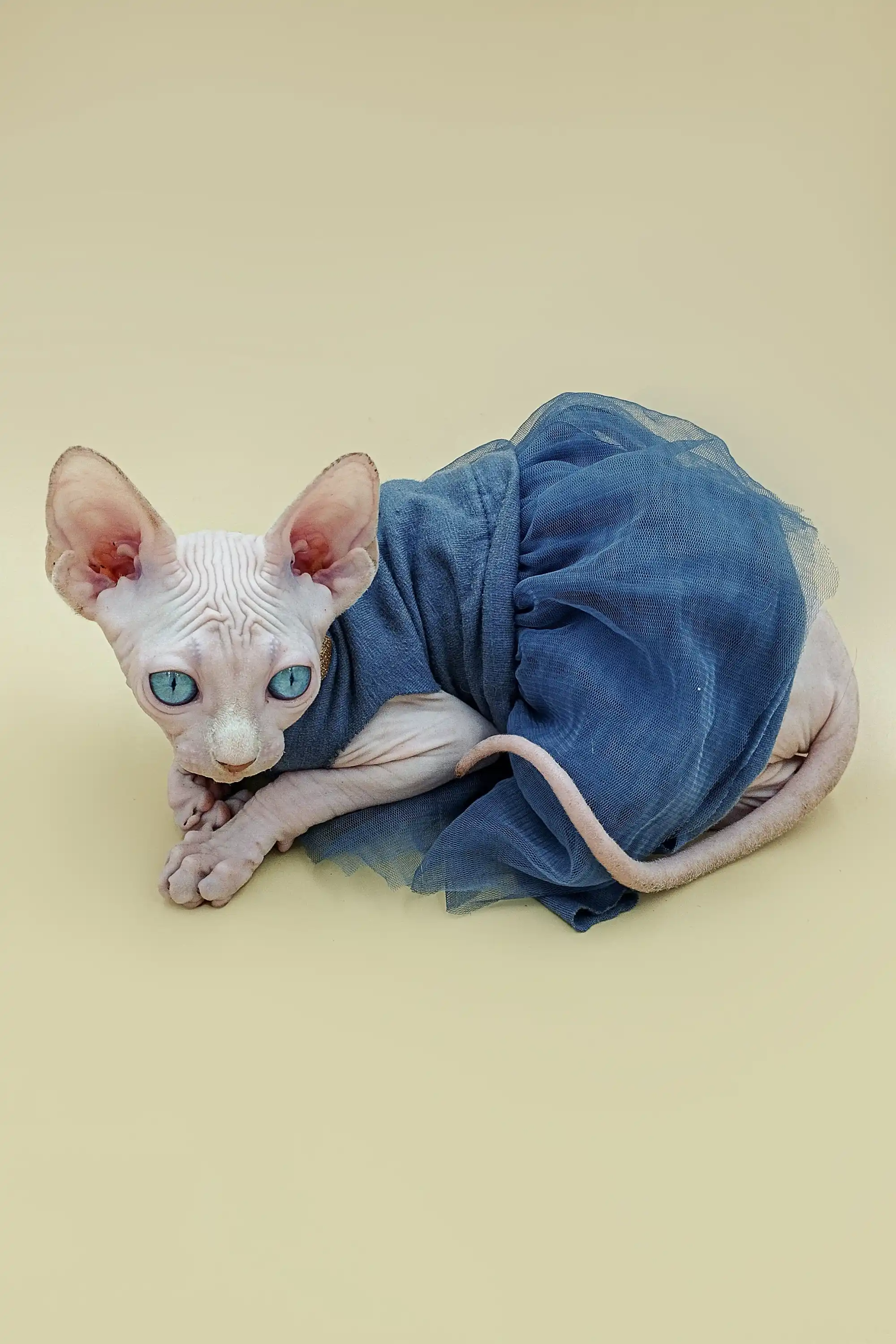 Indigo | Sphynx Kitten - Image 8