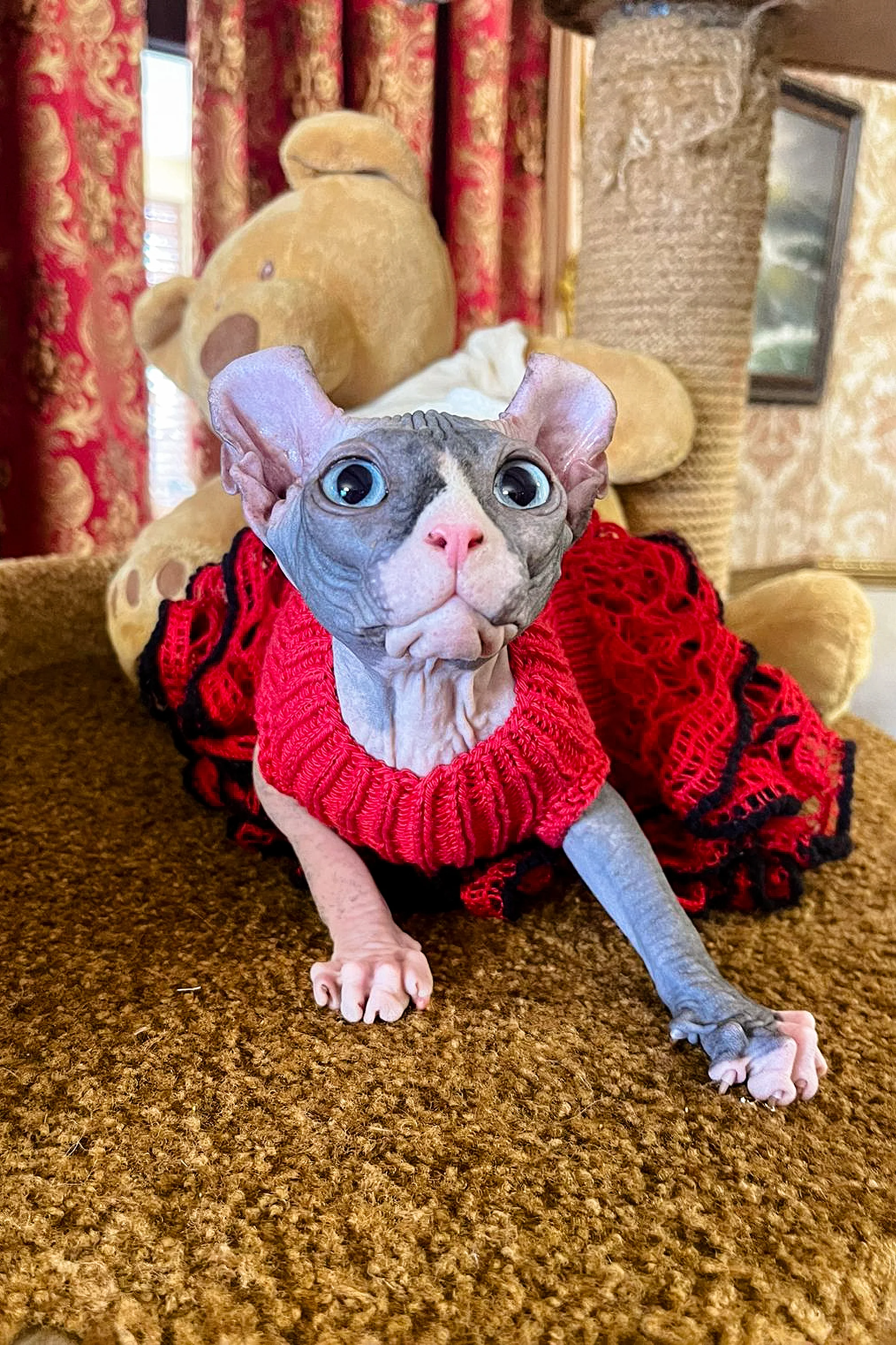 Inessa | Canadian Elf Sphynx Kitten - Image 4