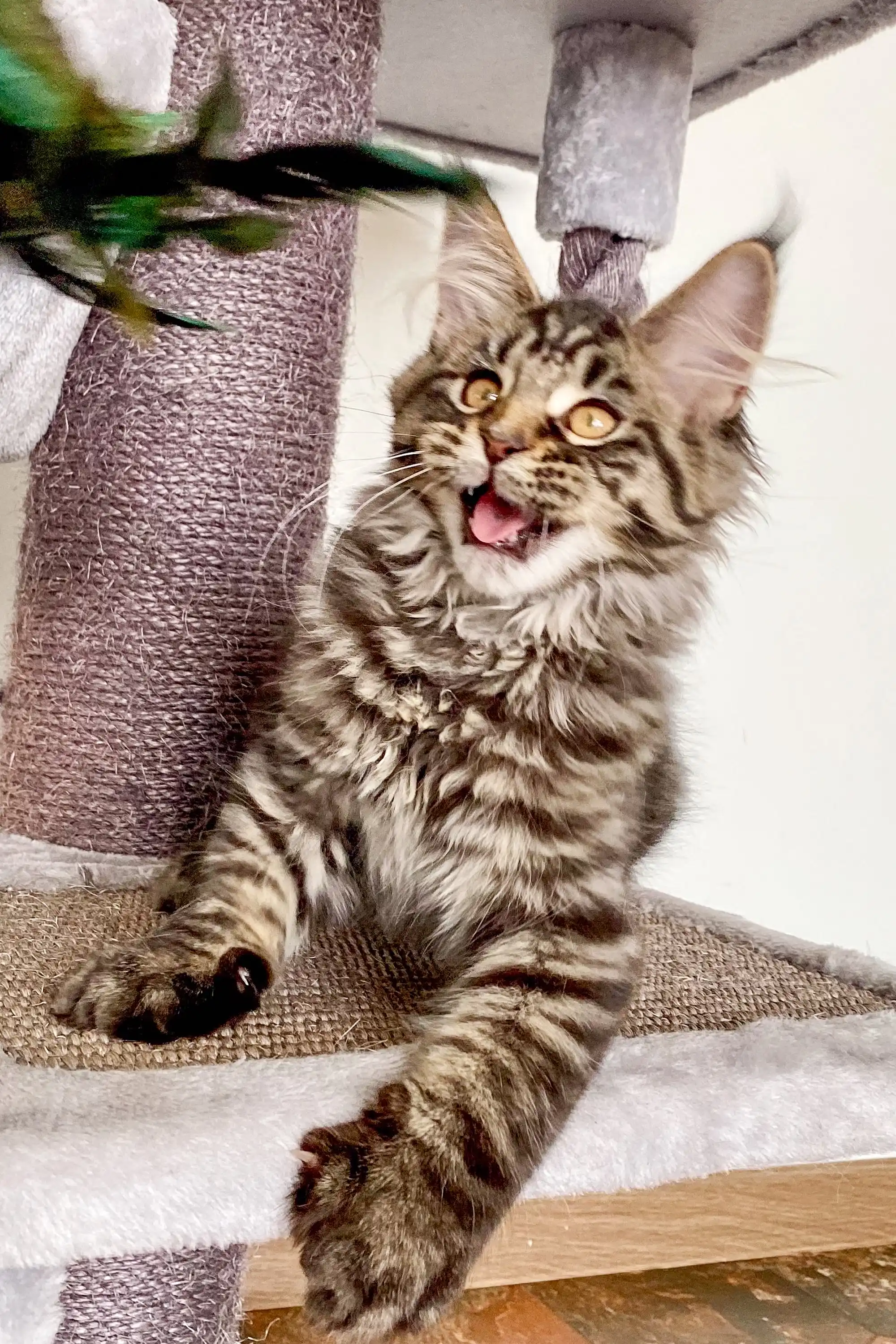 Ingrid | Maine Coon Kitten - Image 2