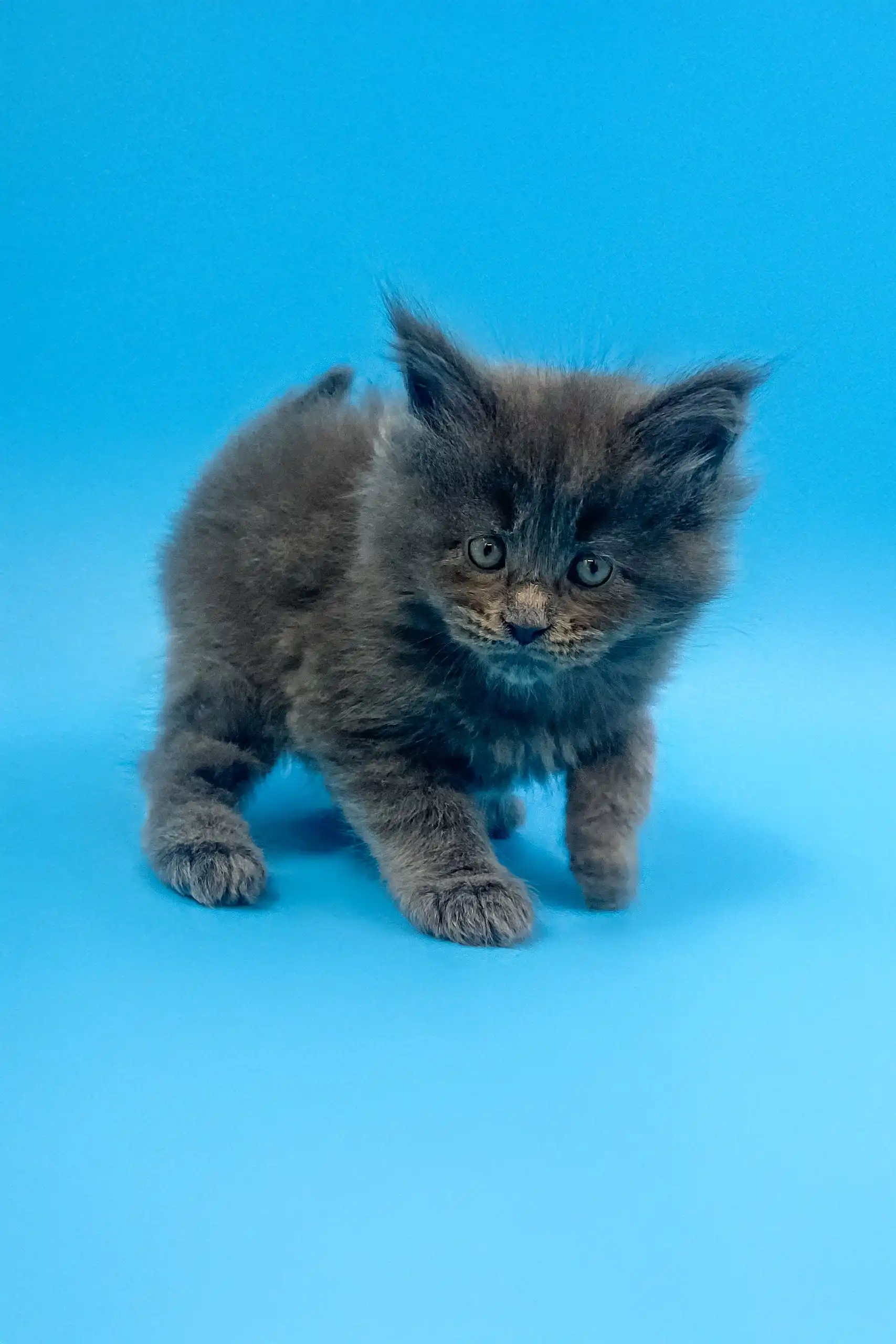 Irbis | Maine Coon Kitten - Image 3