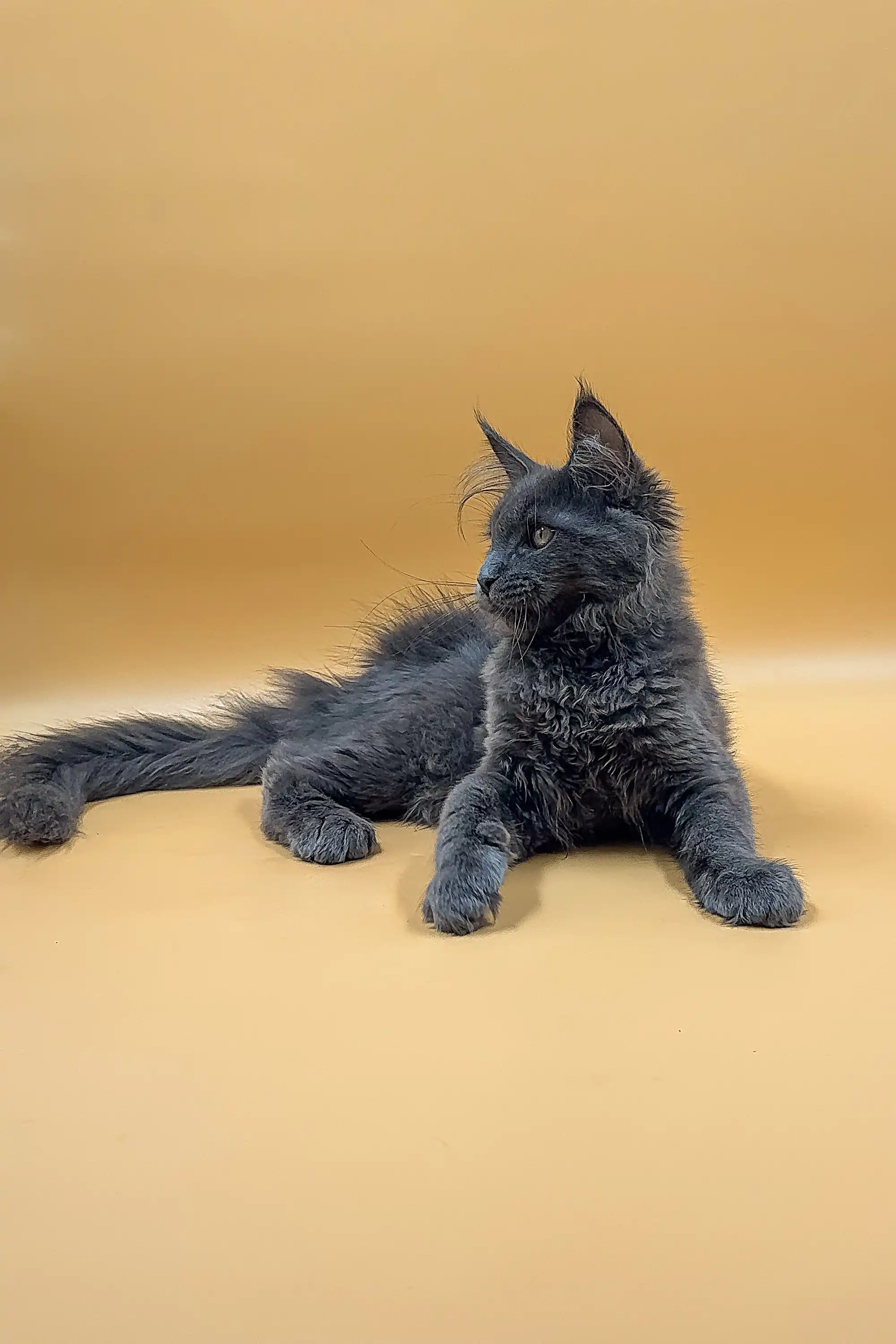 Irena | Maine Coon Kitten - Image 10