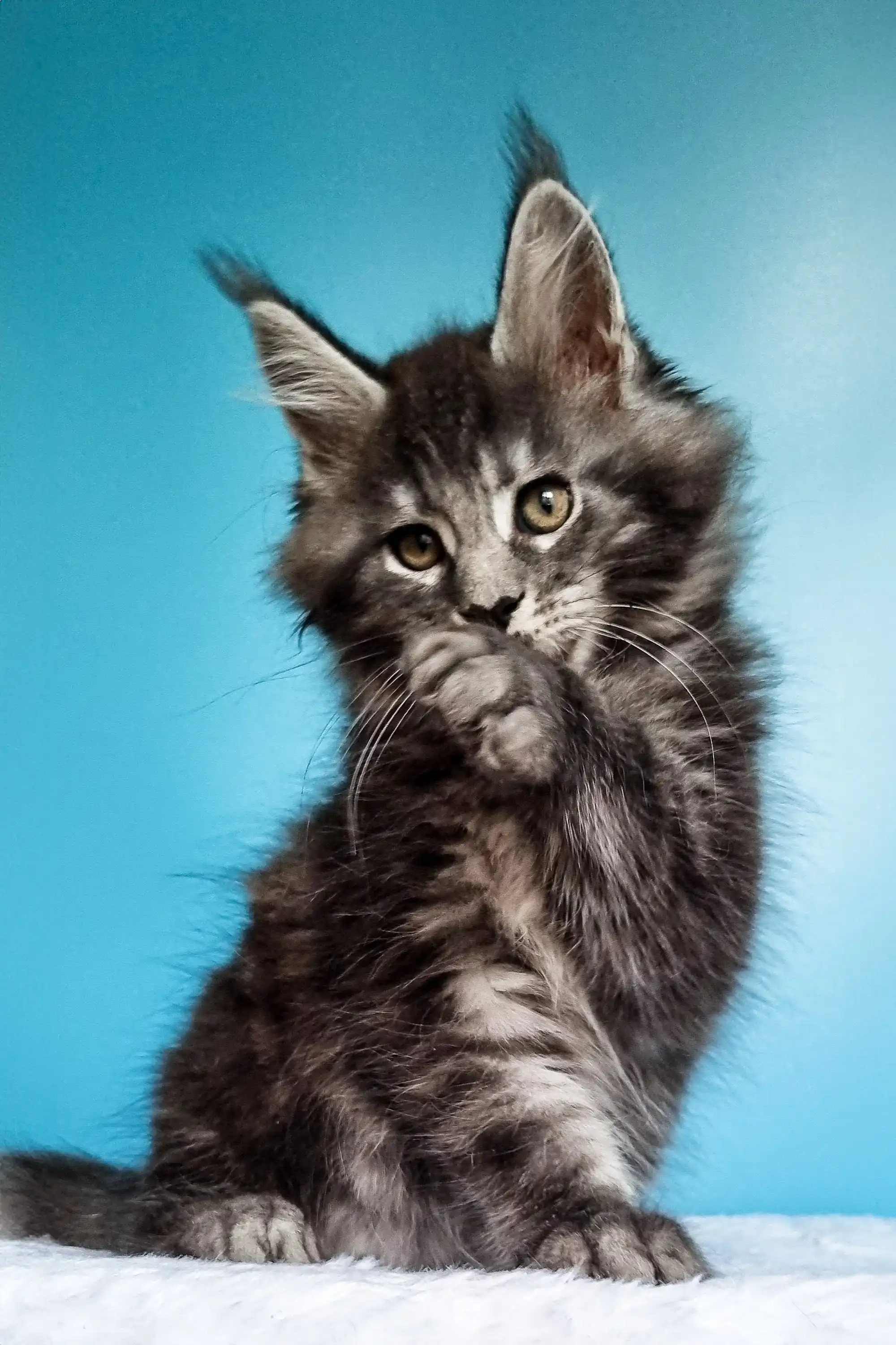 Iris | Maine Coon Kitten - Image 4