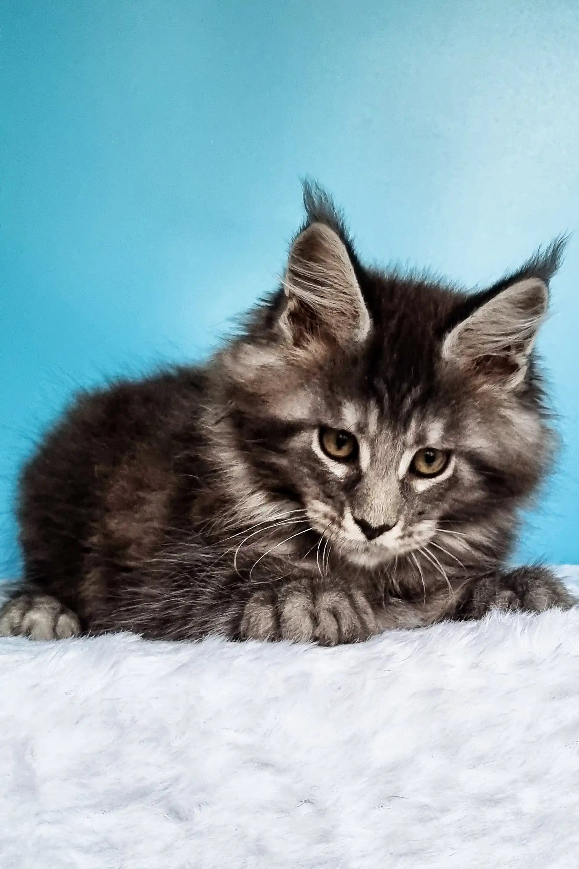 Iris | Maine Coon Kitten - Image 6