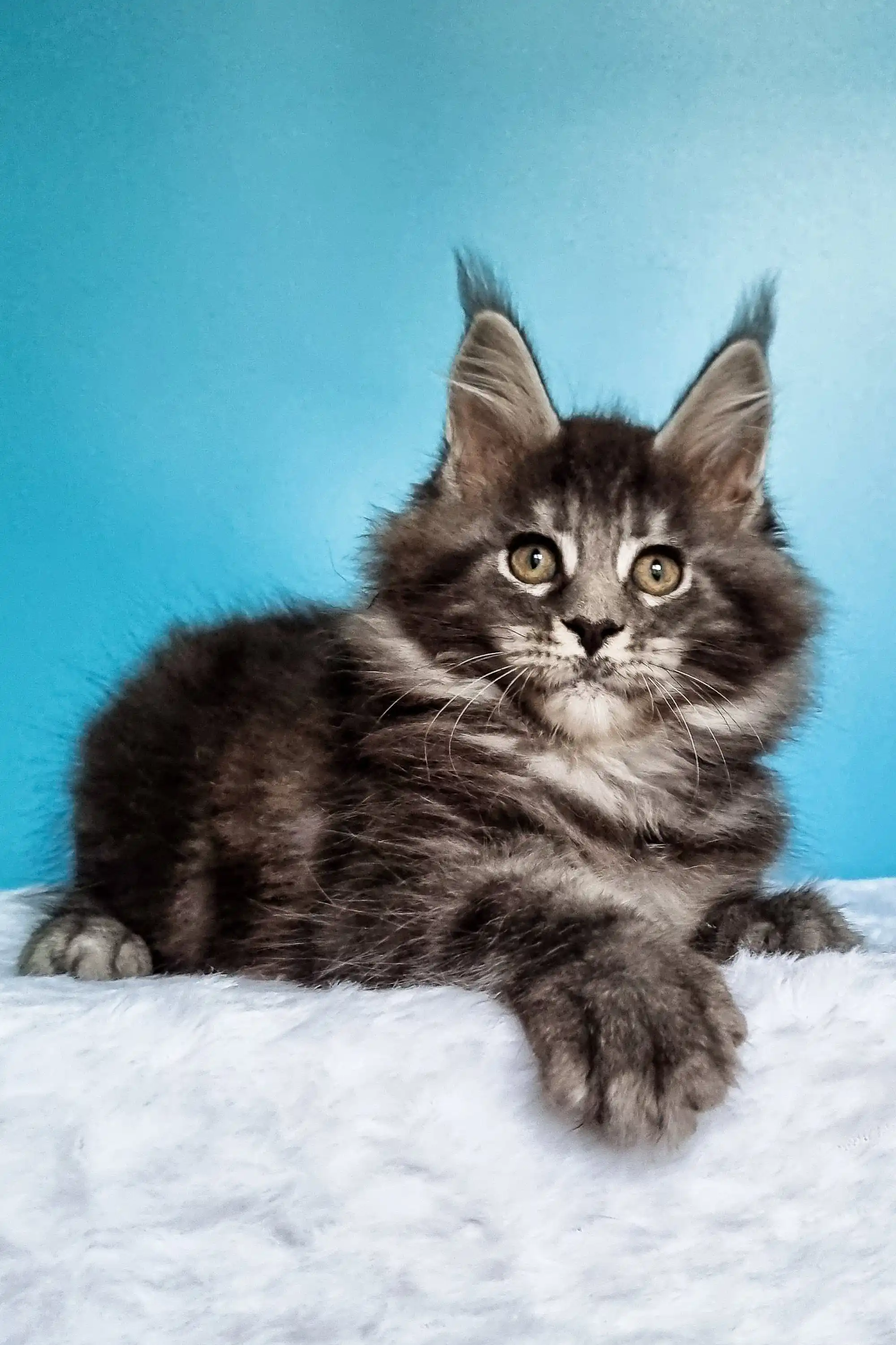 Iris | Maine Coon Kitten - Image 7