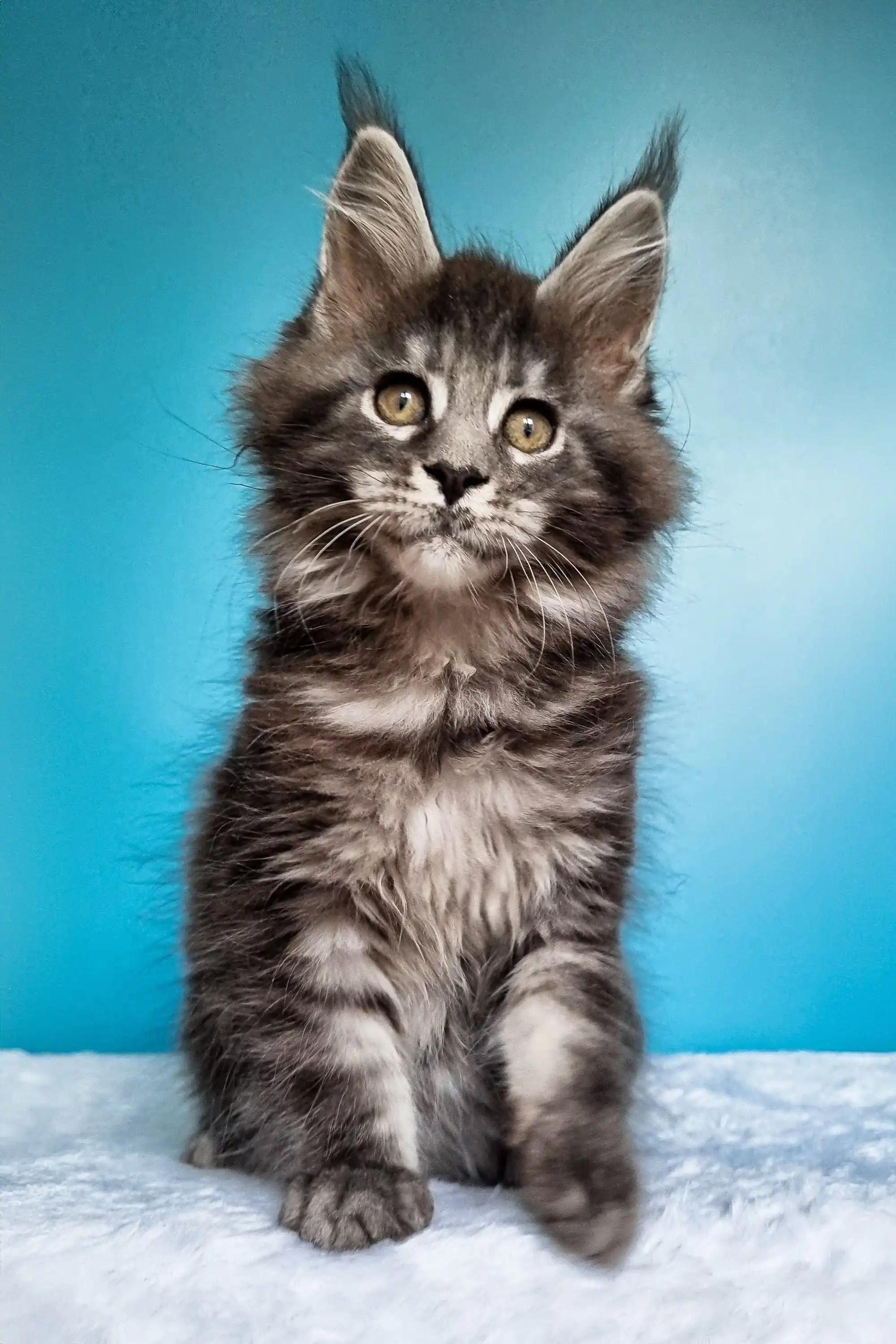Iris | Maine Coon Kitten - Image 8