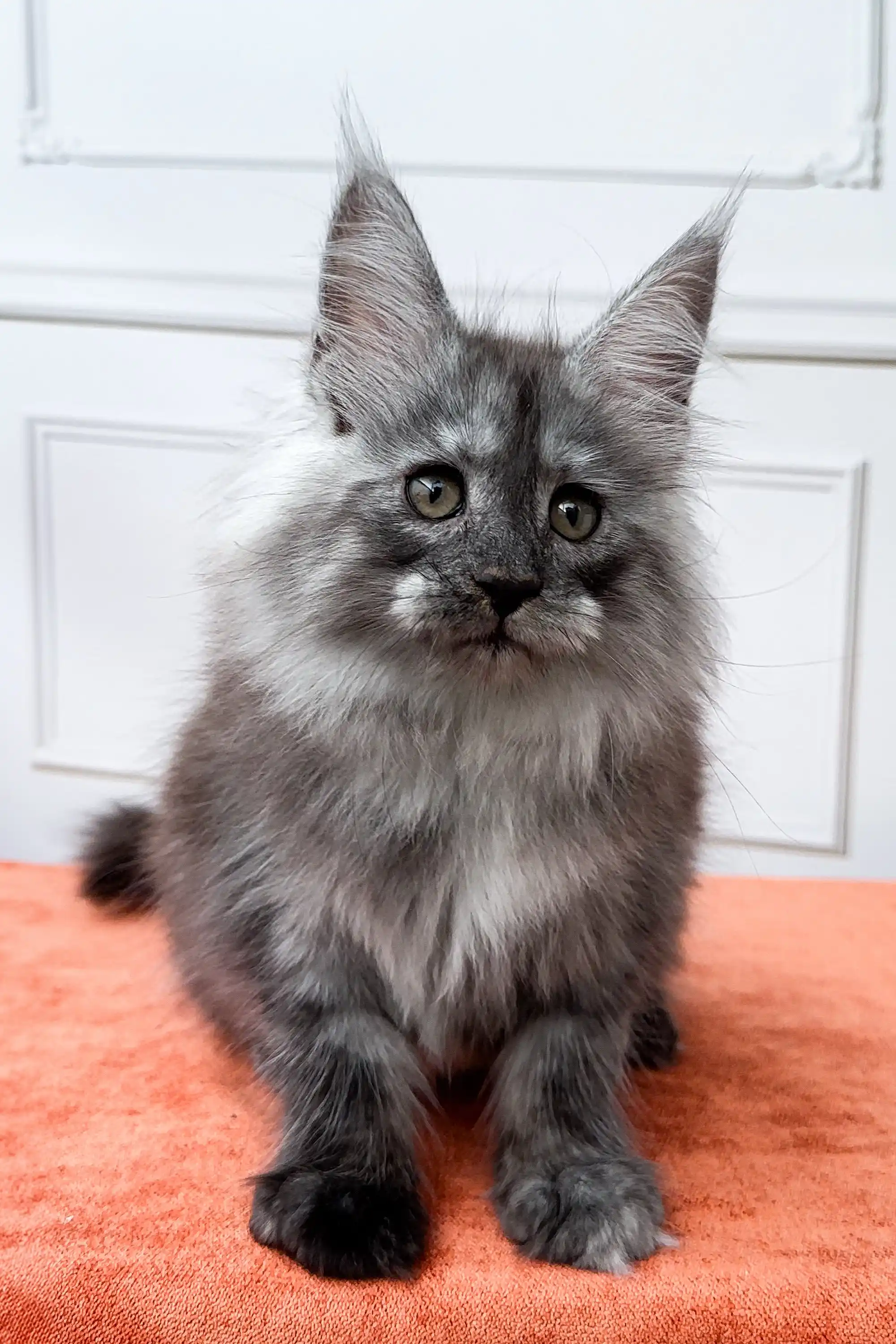 Iris | Maine Coon Kitten - Image 5