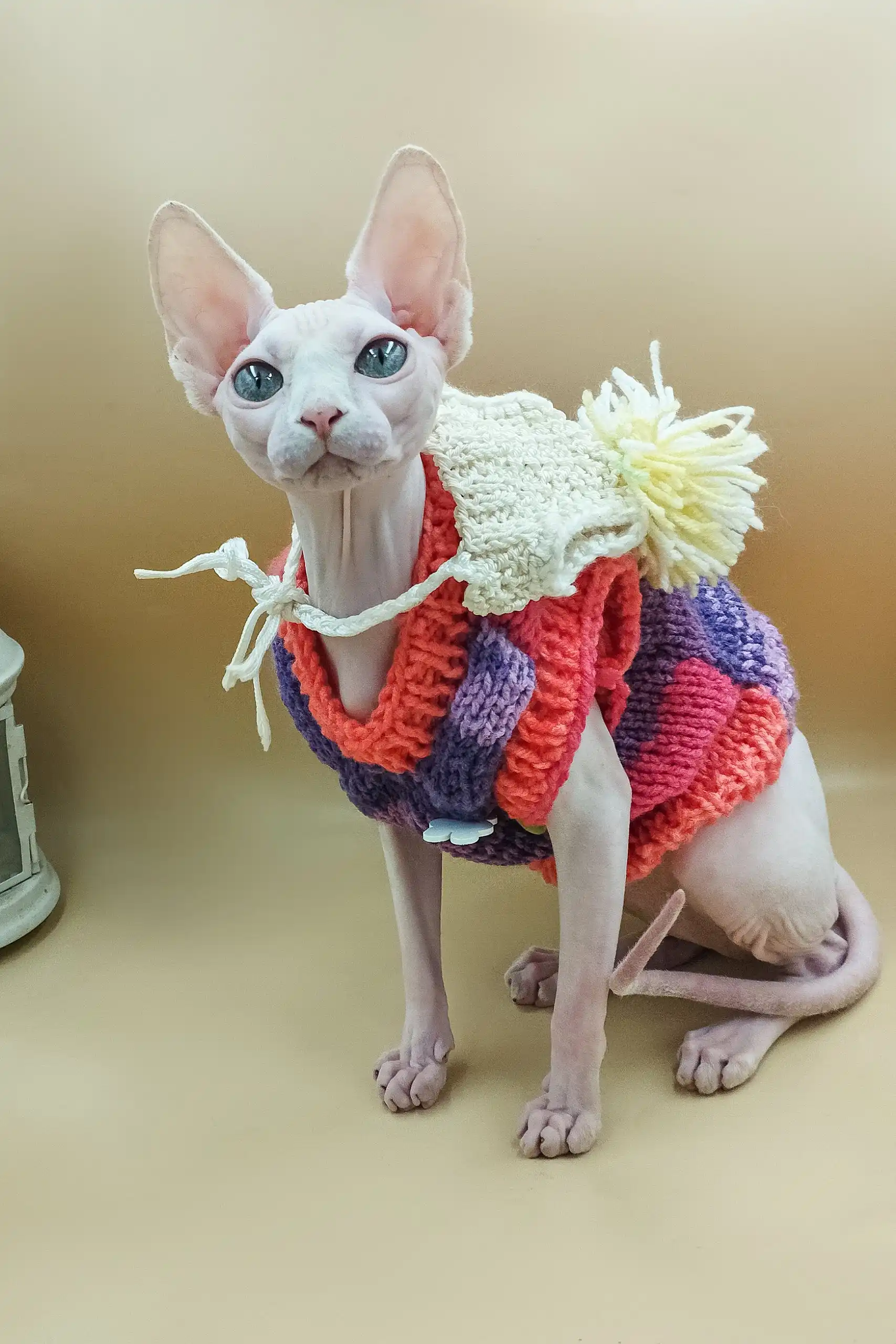 Iris | Sphynx Kitten - Image 5