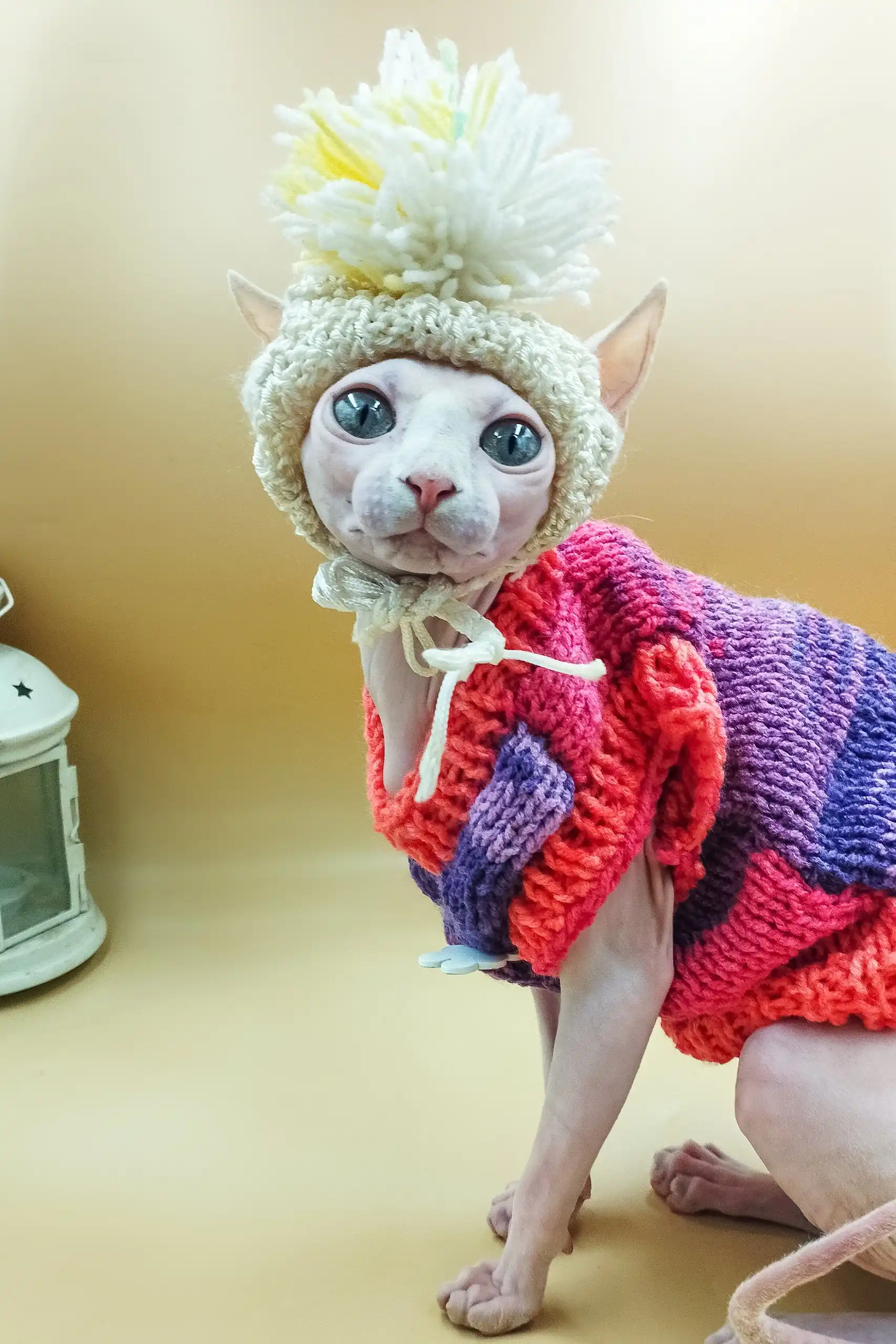 Iris | Sphynx Kitten - Image 7