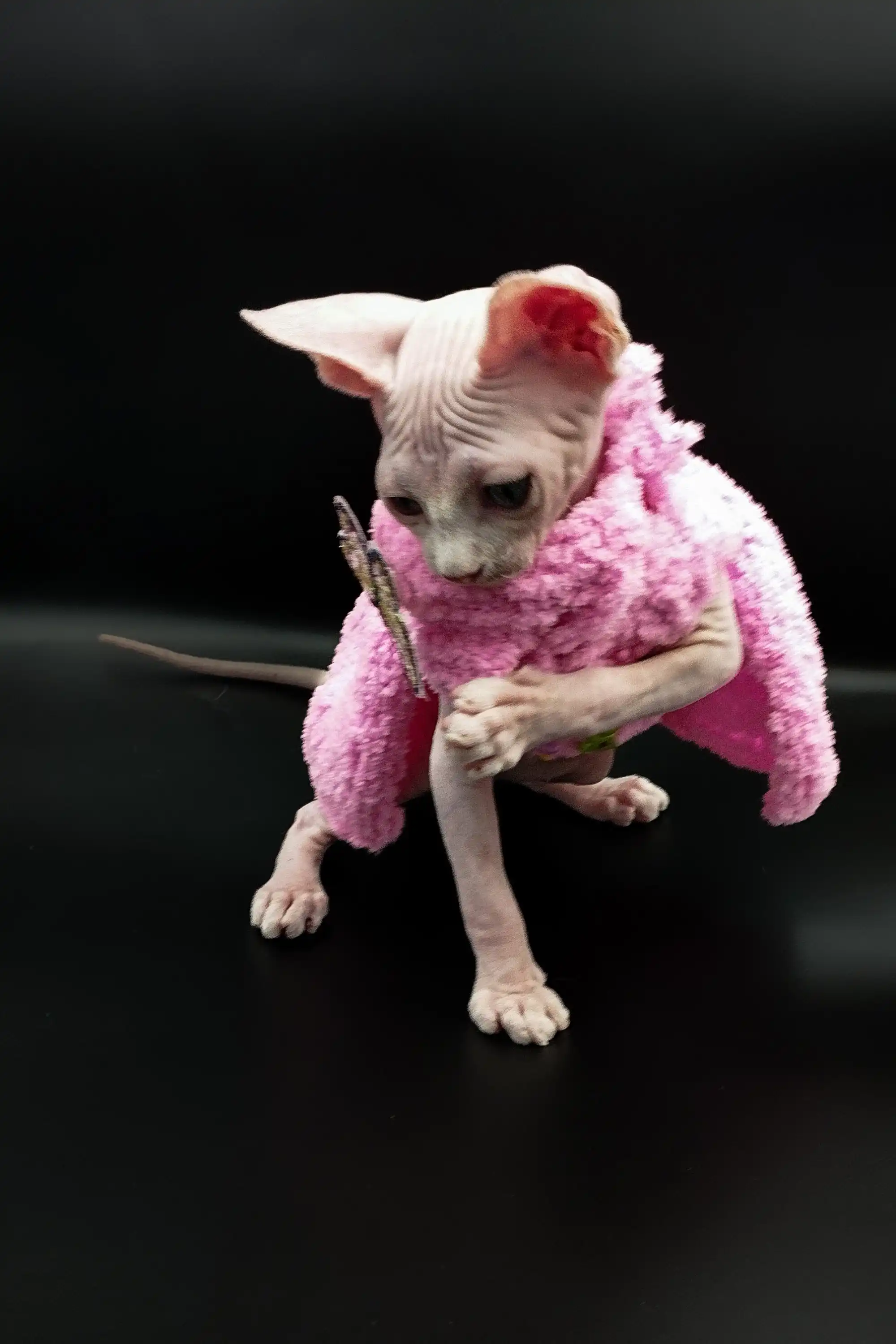 Iris | Sphynx Kitten - Image 11