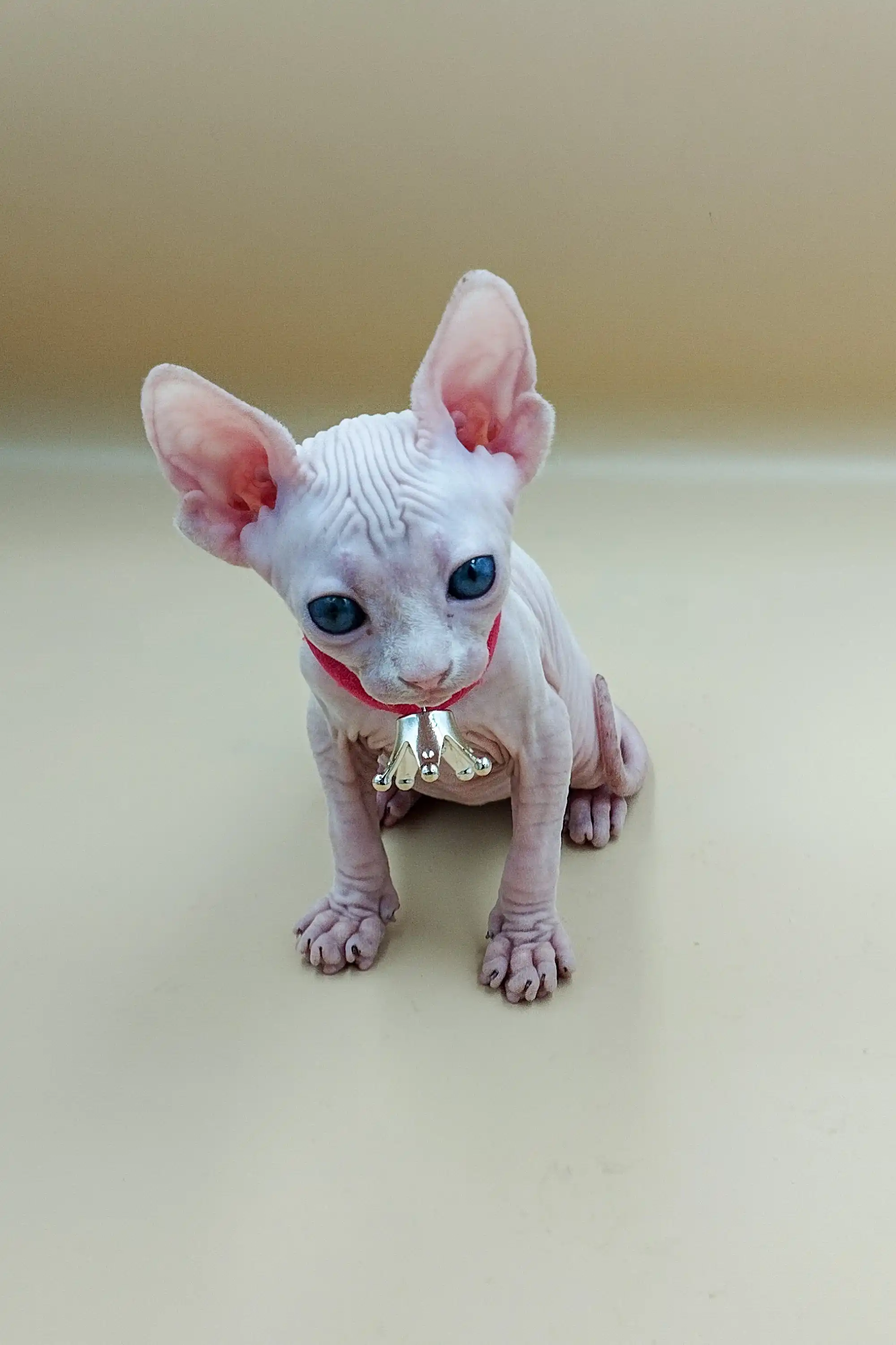 Iris | Sphynx Kitten - Image 22
