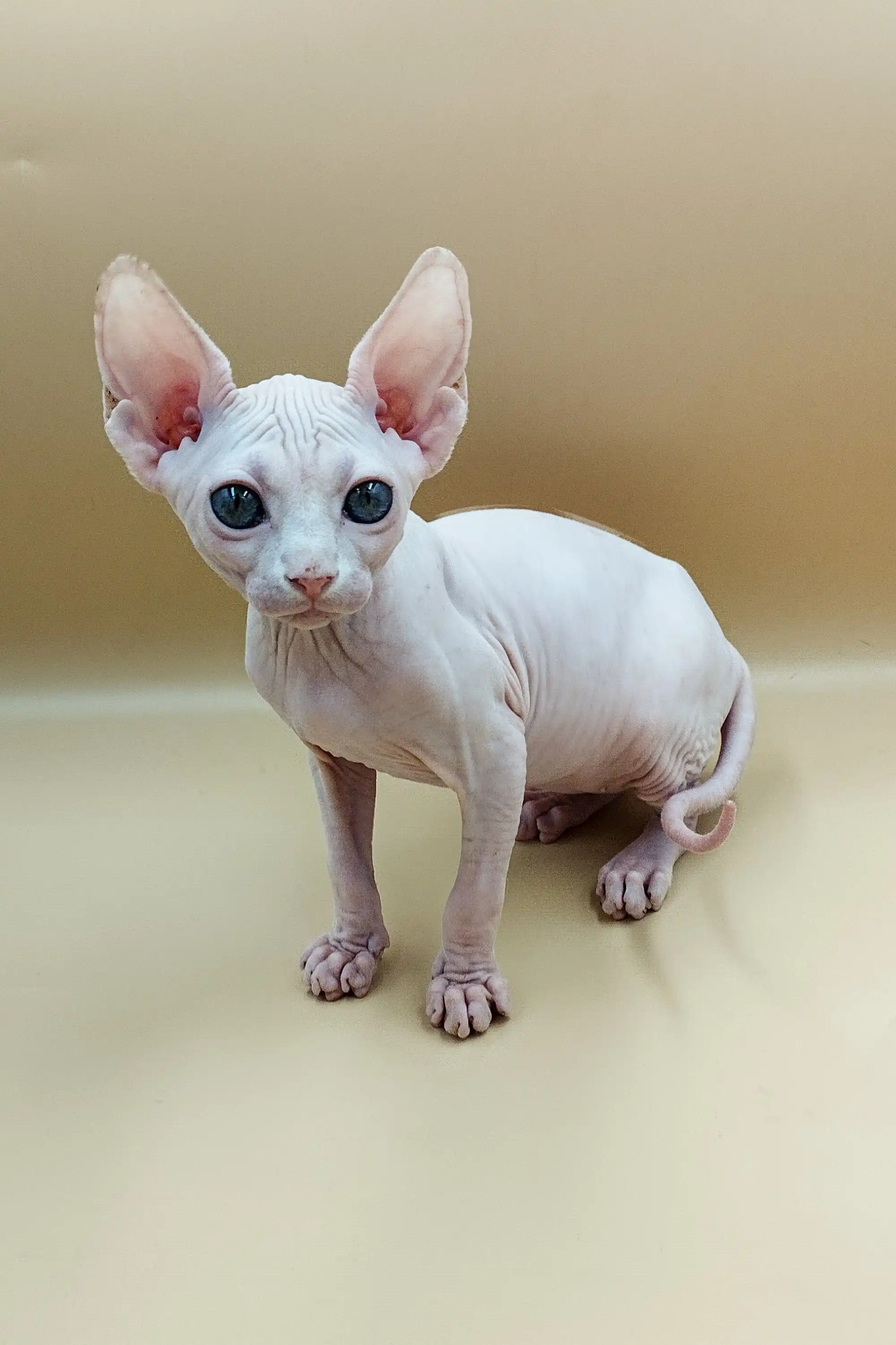 Iris | Sphynx Kitten - Image 24