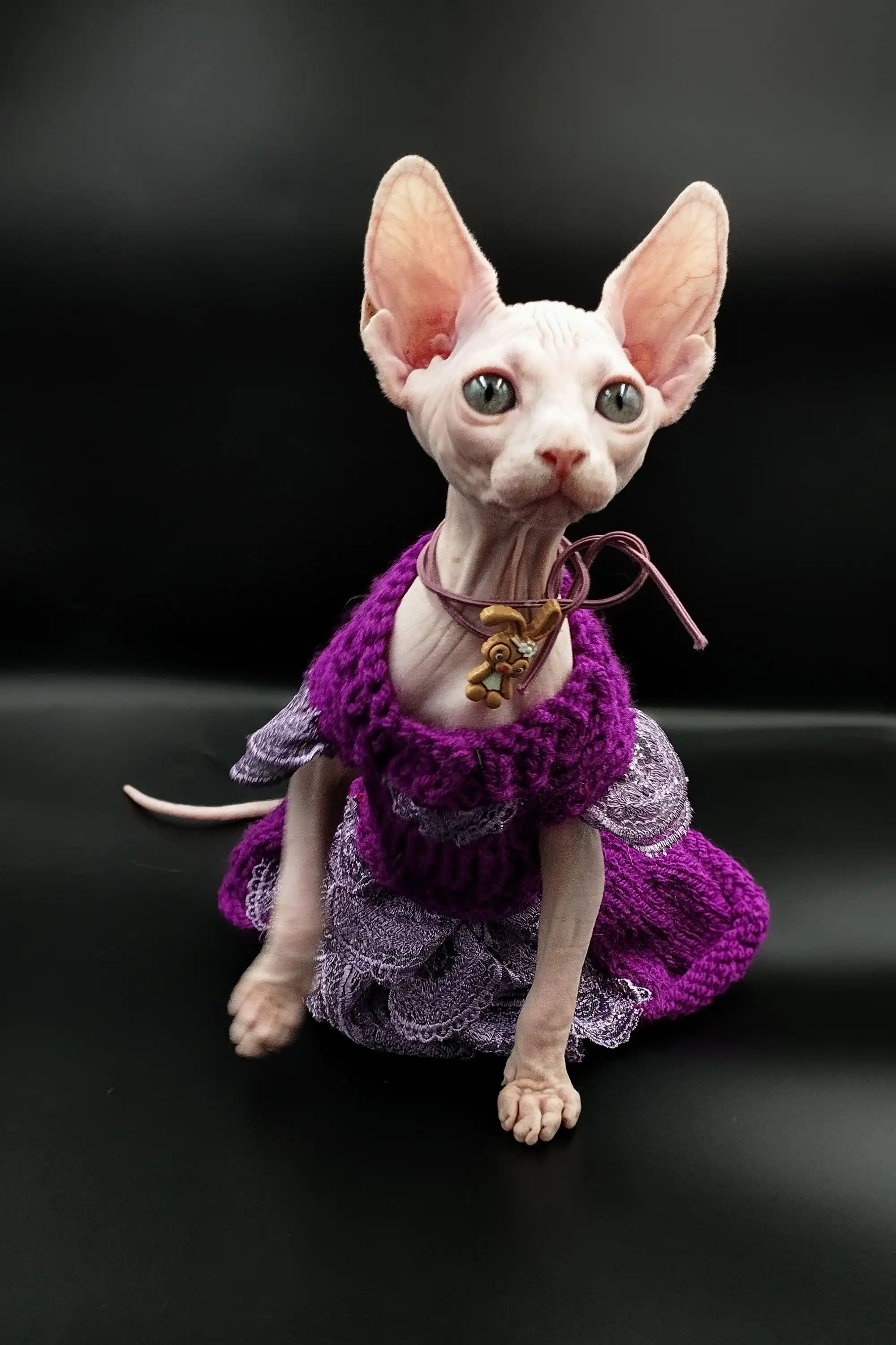 Iris | Sphynx Kitten - Image 8