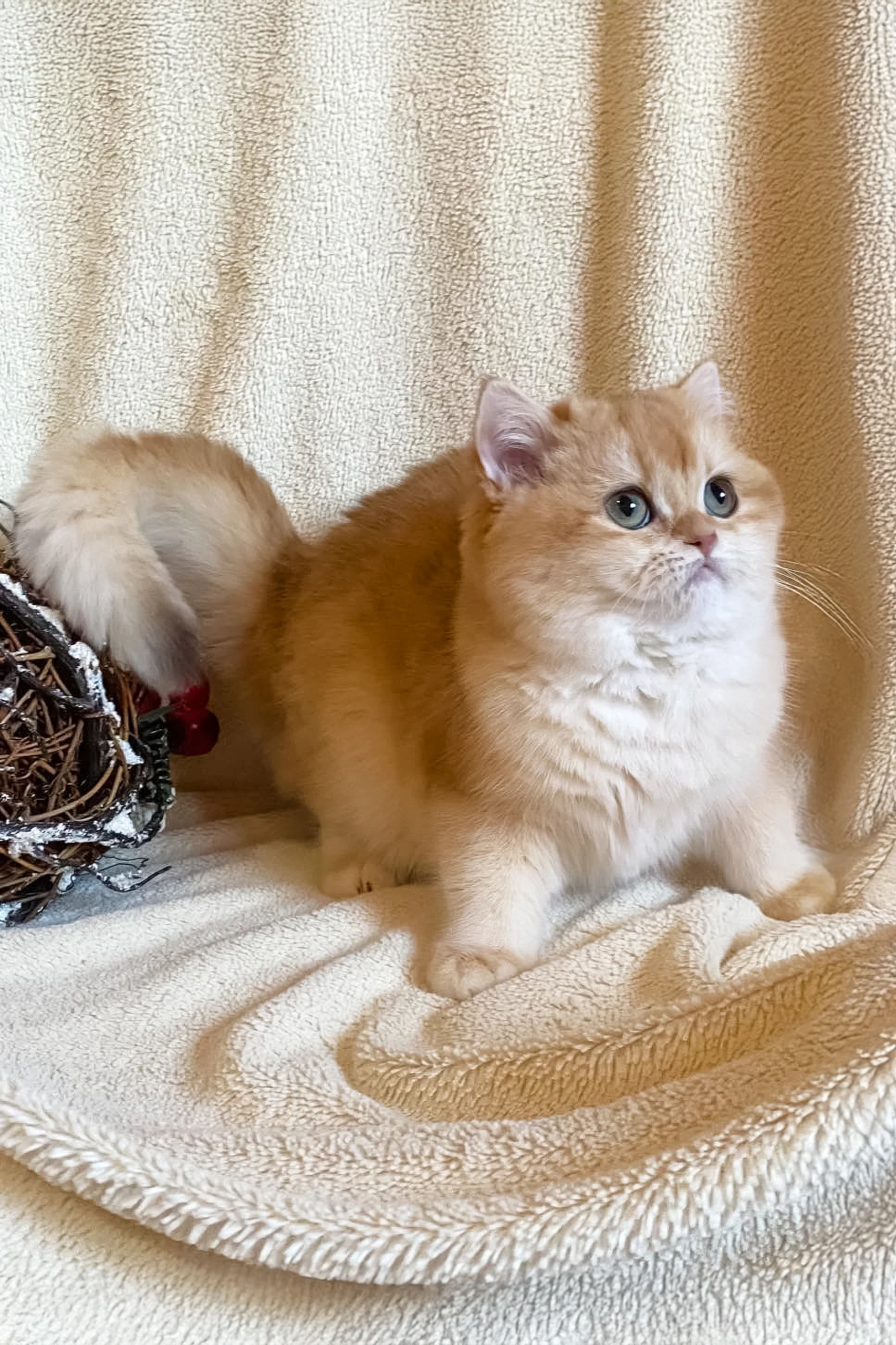 Iriska | British Shorthair Kitten - Image 2