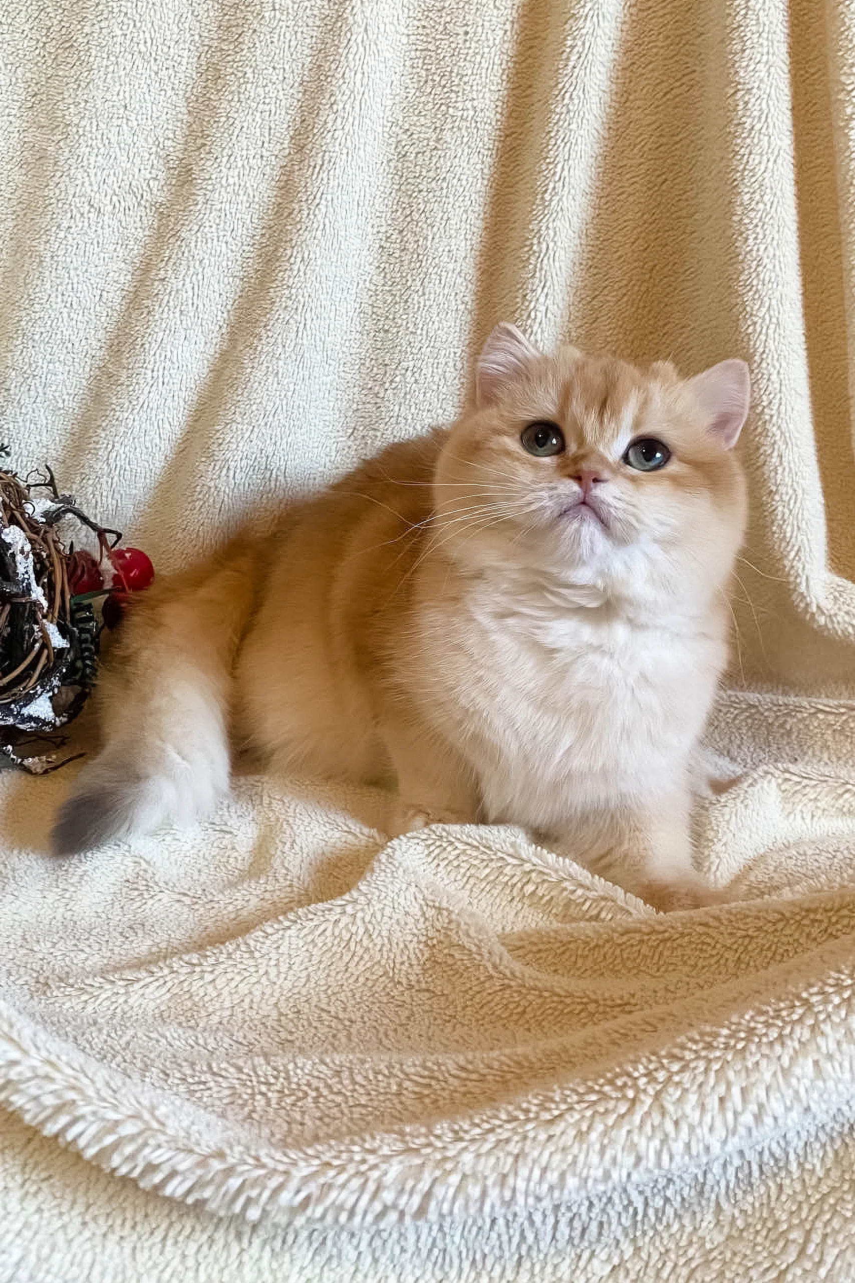 Iriska | British Shorthair Kitten - Image 4