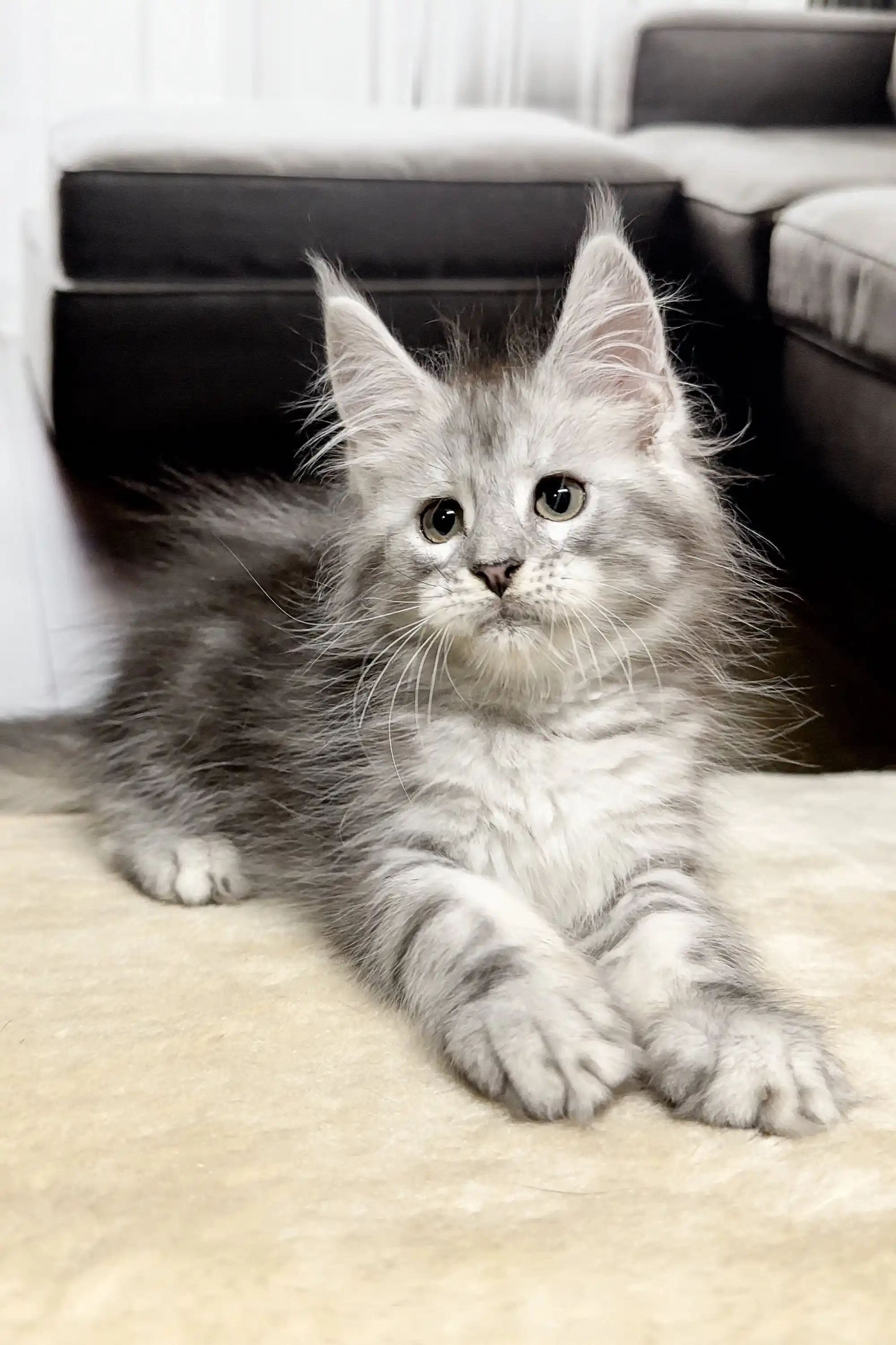 Isa | Maine Coon Kitten - Image 3