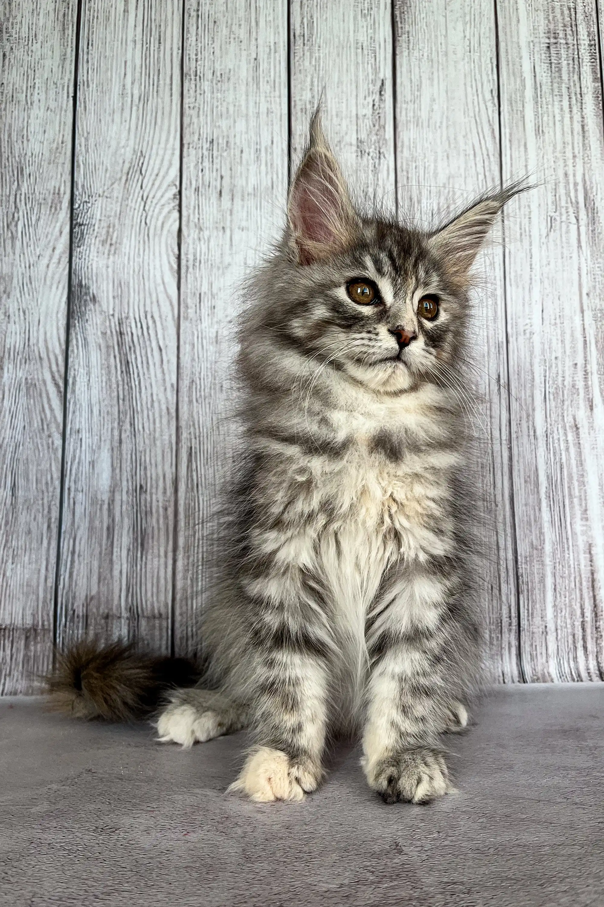 Iskra | Maine Coon Kitten - Image 4