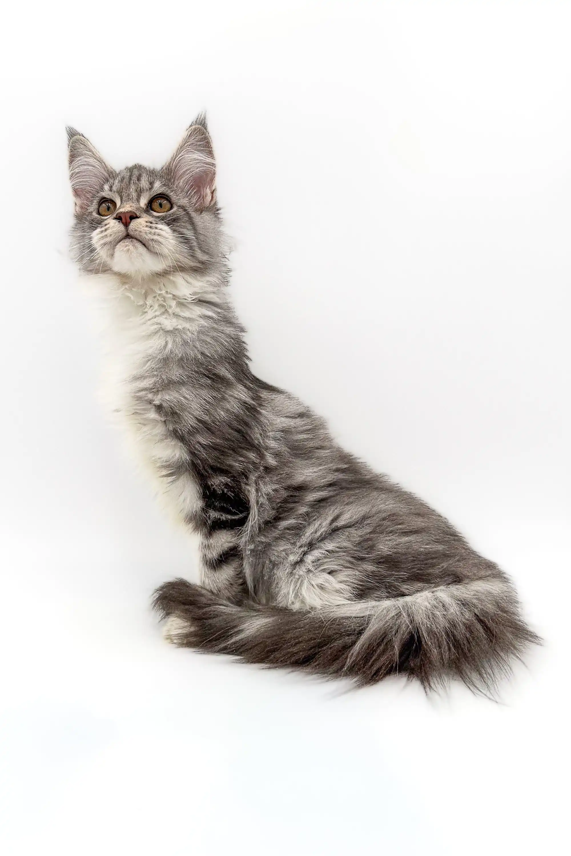 Isla | Maine Coon Kitten - Image 11