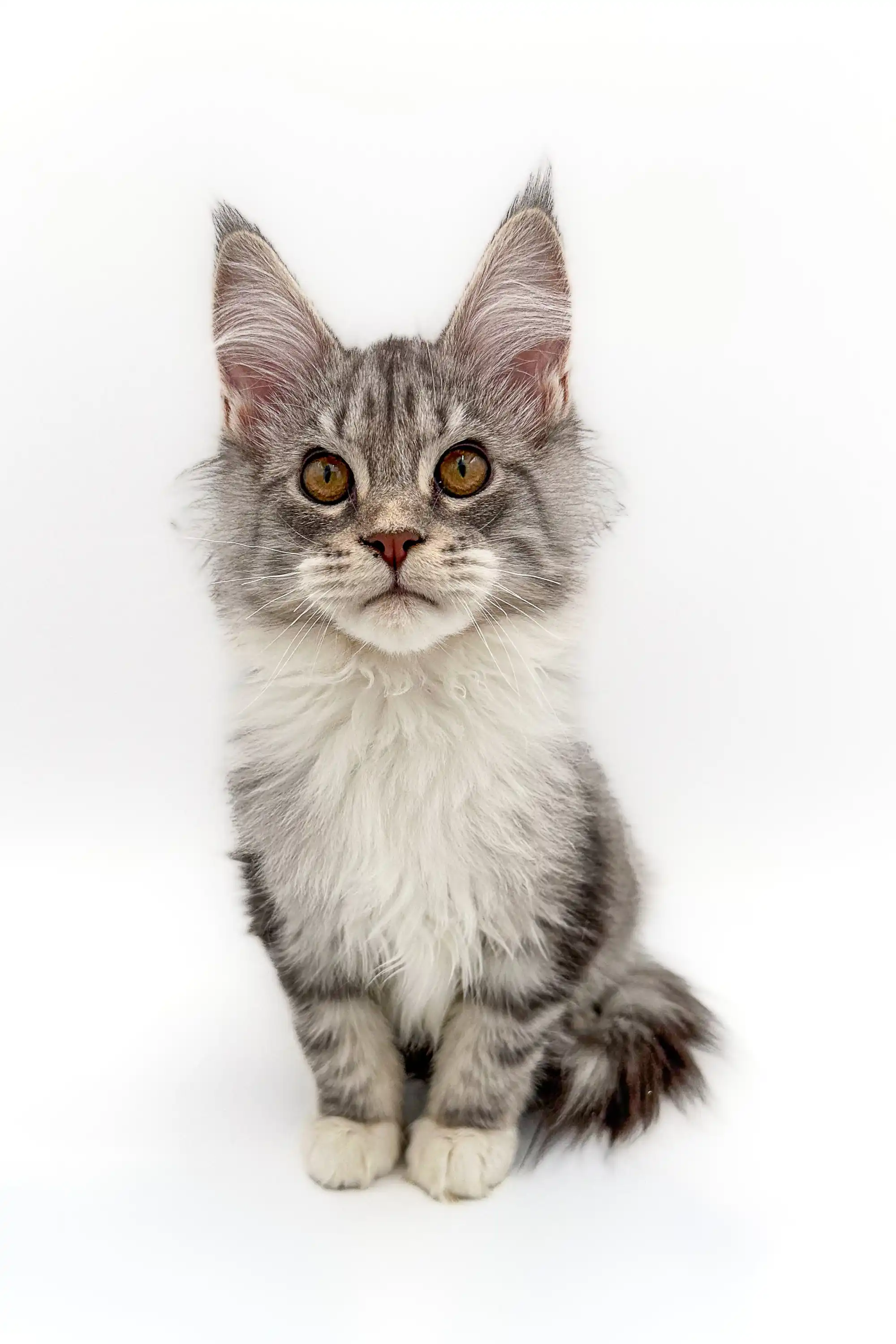 Isla | Maine Coon Kitten - Image 5