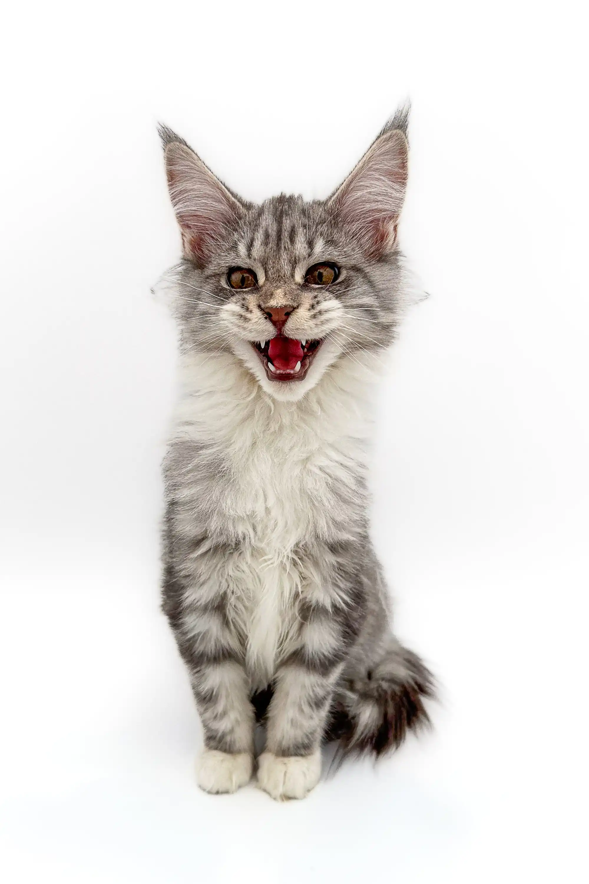 Isla | Maine Coon Kitten - Image 7