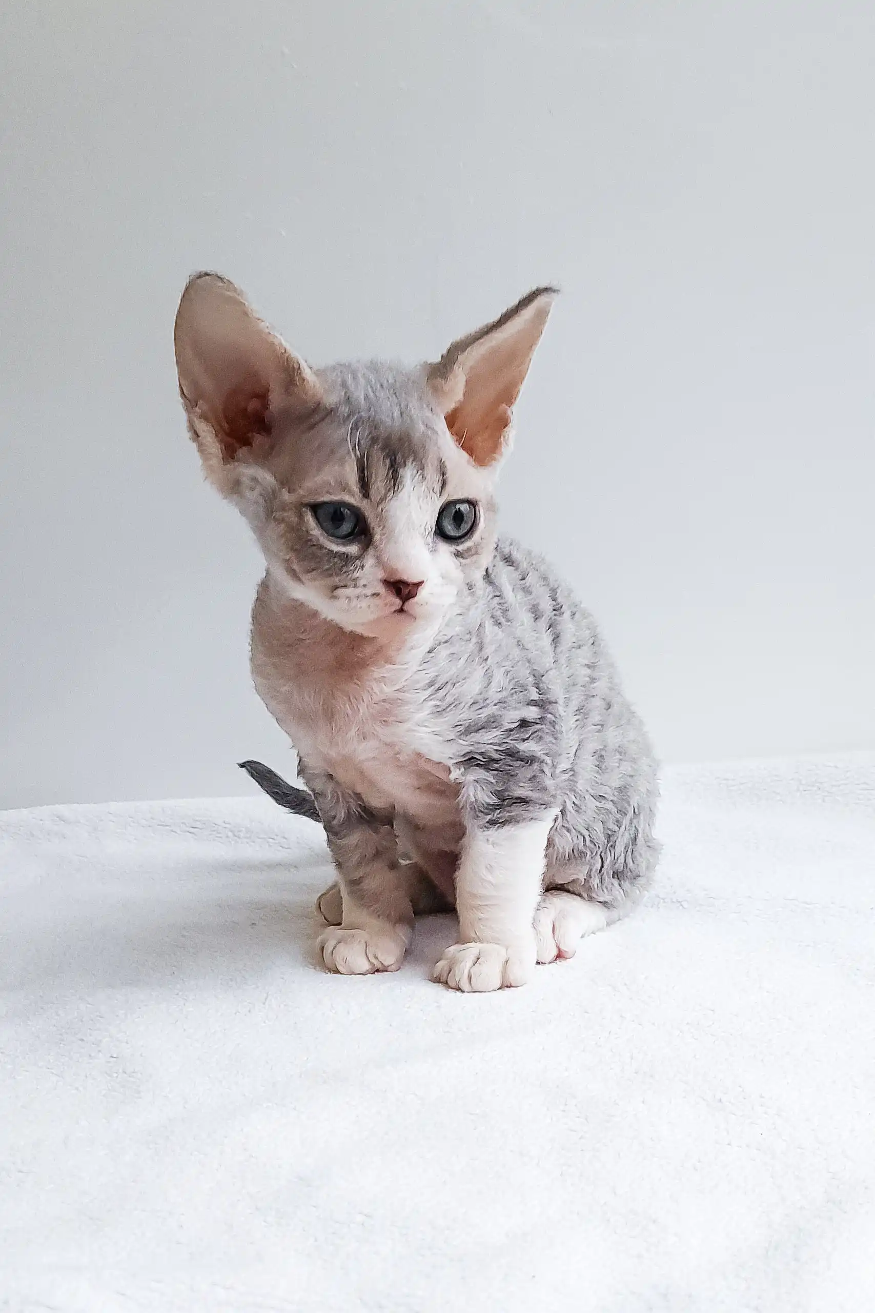 Iton | Devon Rex Kitten - Image 4