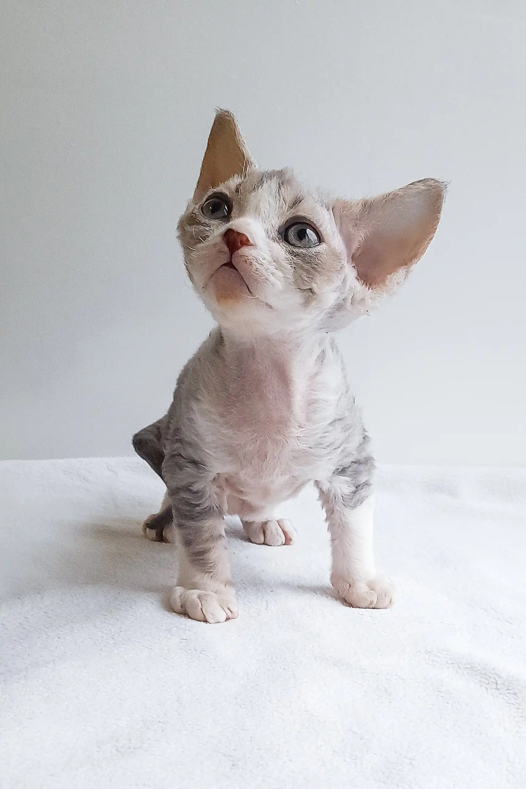 Iton | Devon Rex Kitten - Image 6
