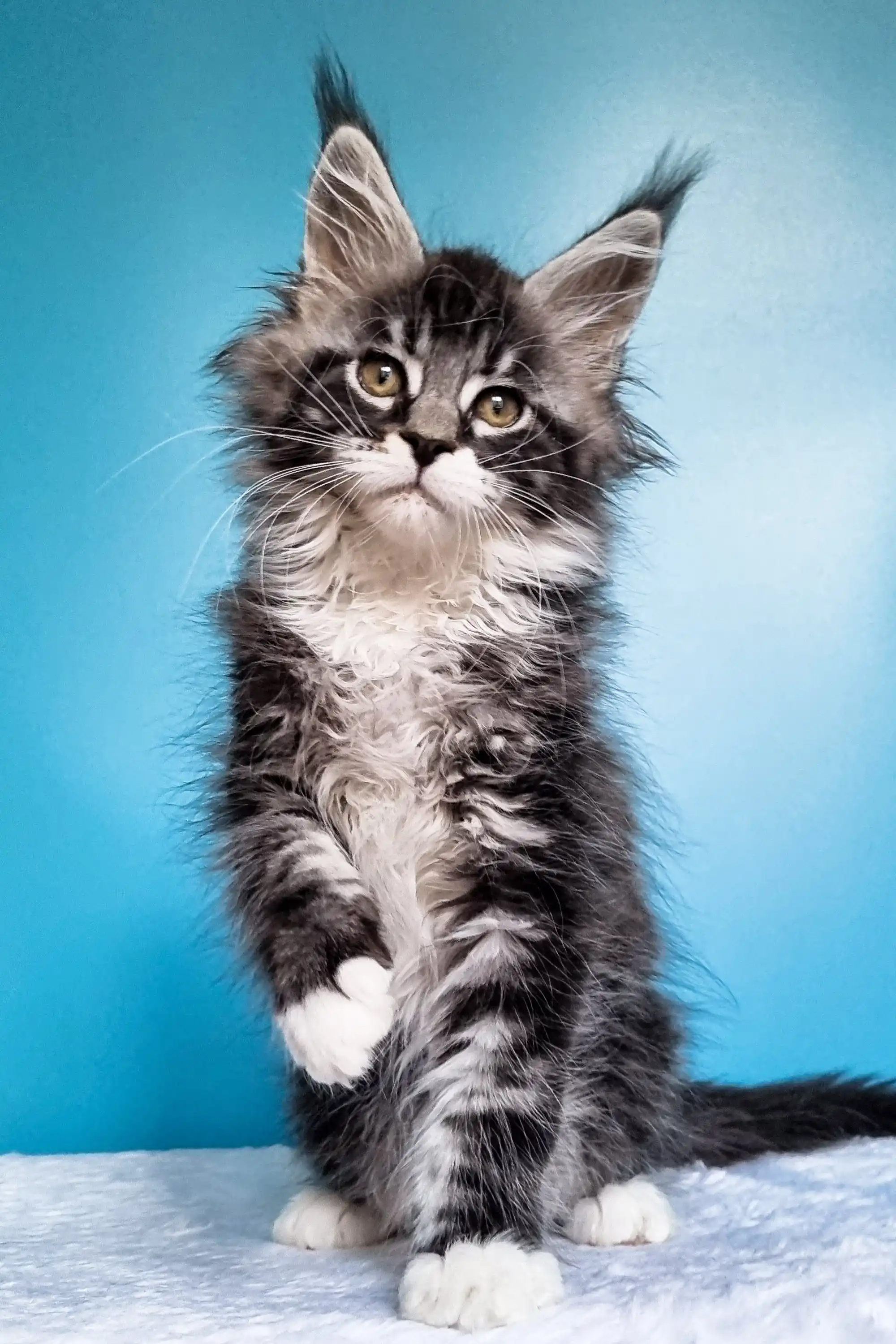 Ivasik | Maine Coon Kitten - Image 4