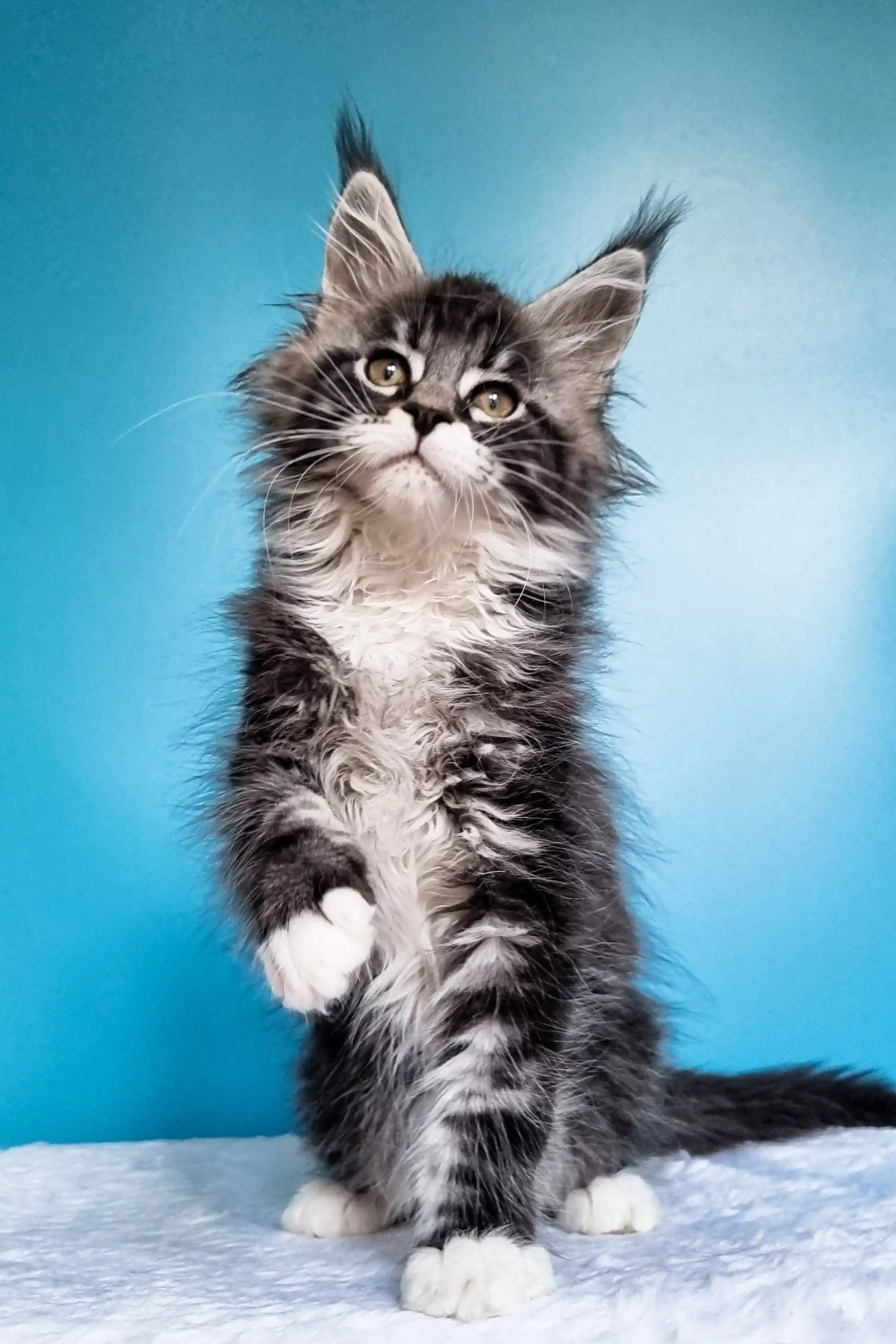 Ivasik | Maine Coon Kitten - Image 7