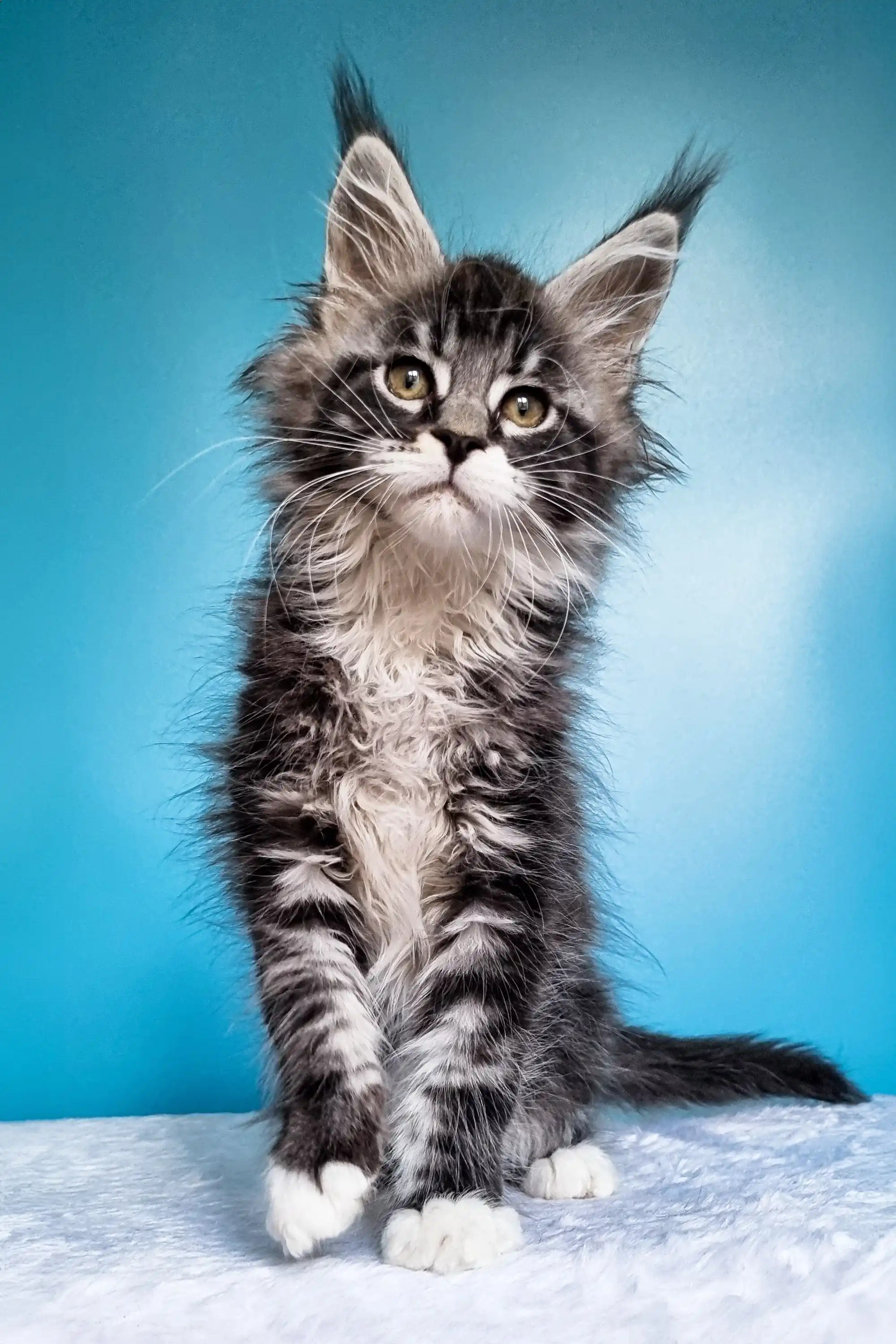 Ivasik | Maine Coon Kitten - Image 8