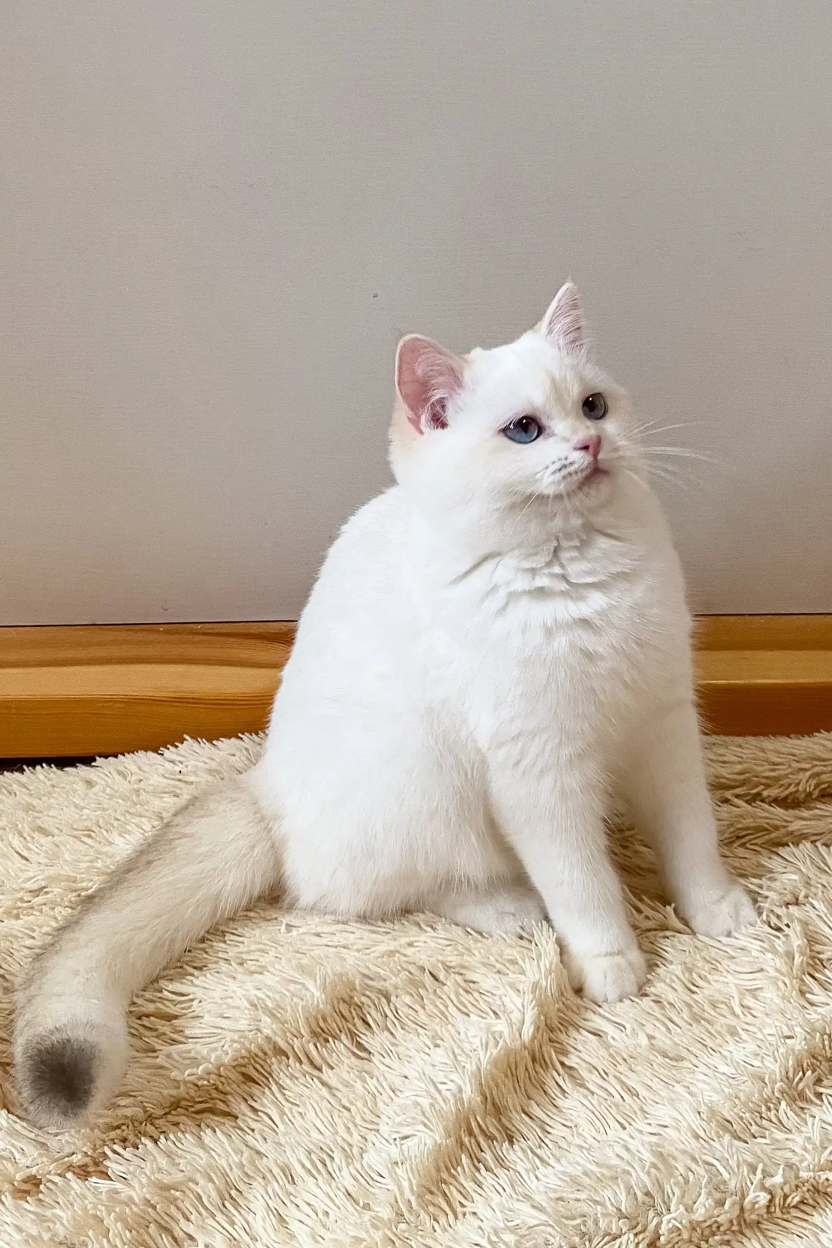 Ivi | British Shorthair Kitten - Image 3