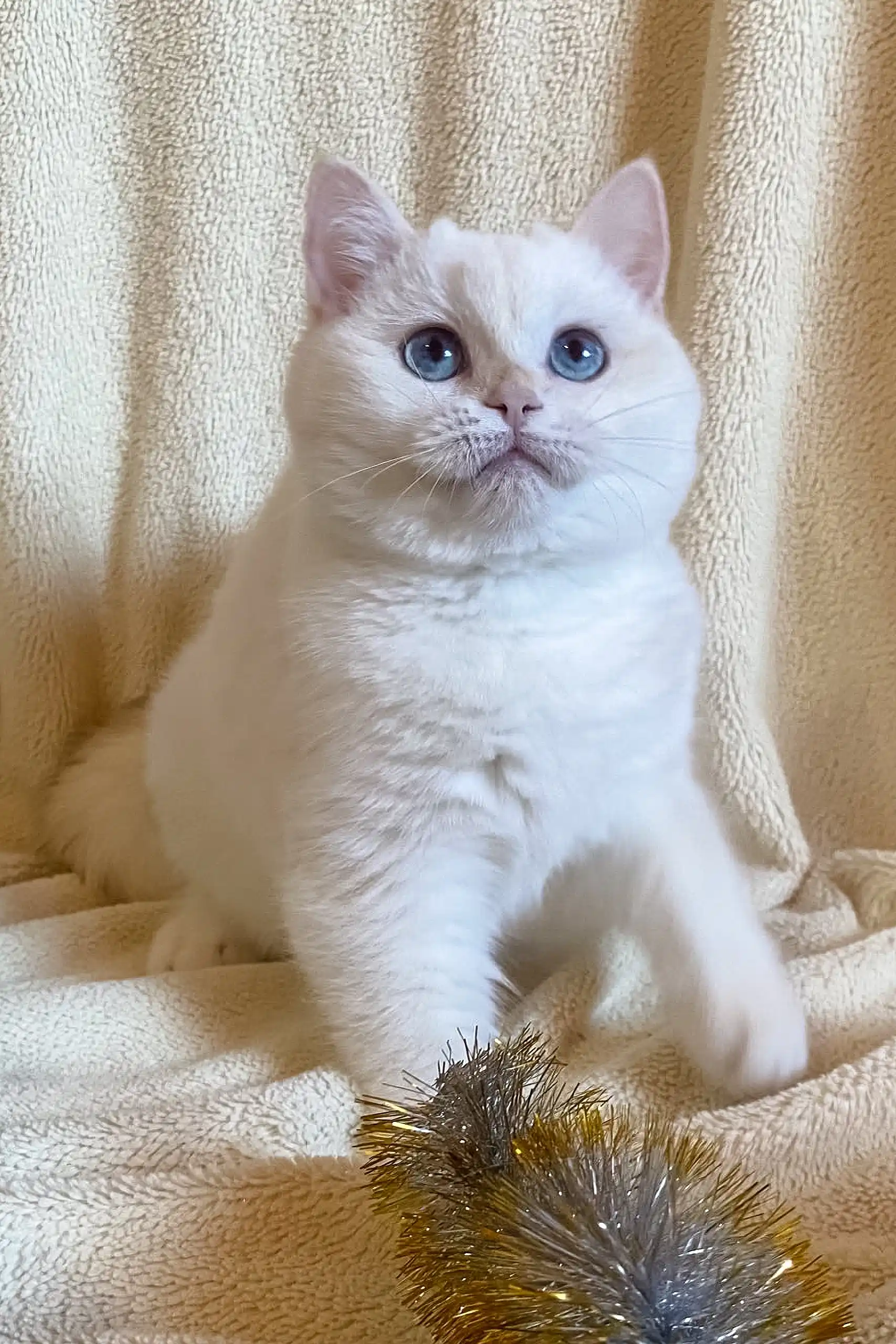 Ivi | British Shorthair Kitten - Image 6