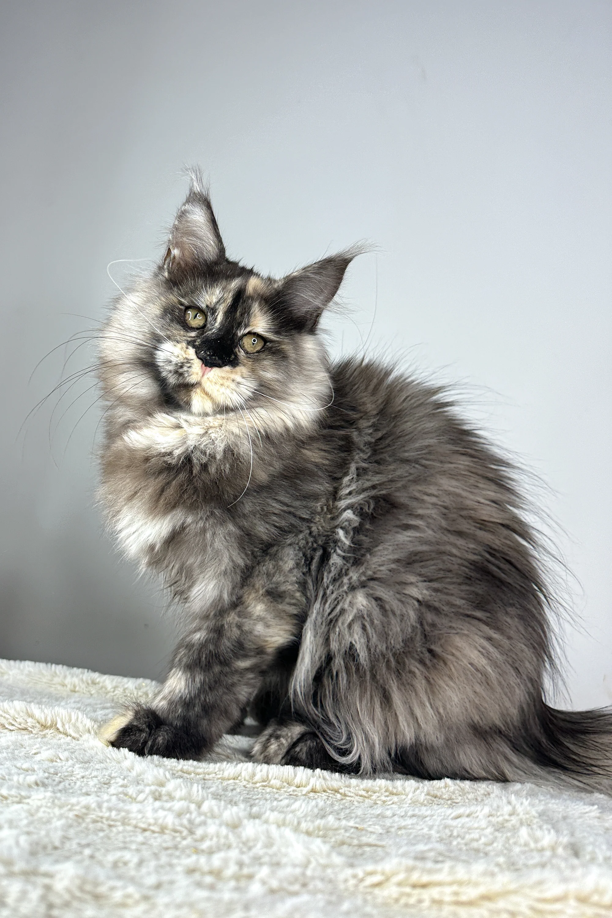 Ivi | Maine Coon Kitten - Image 6