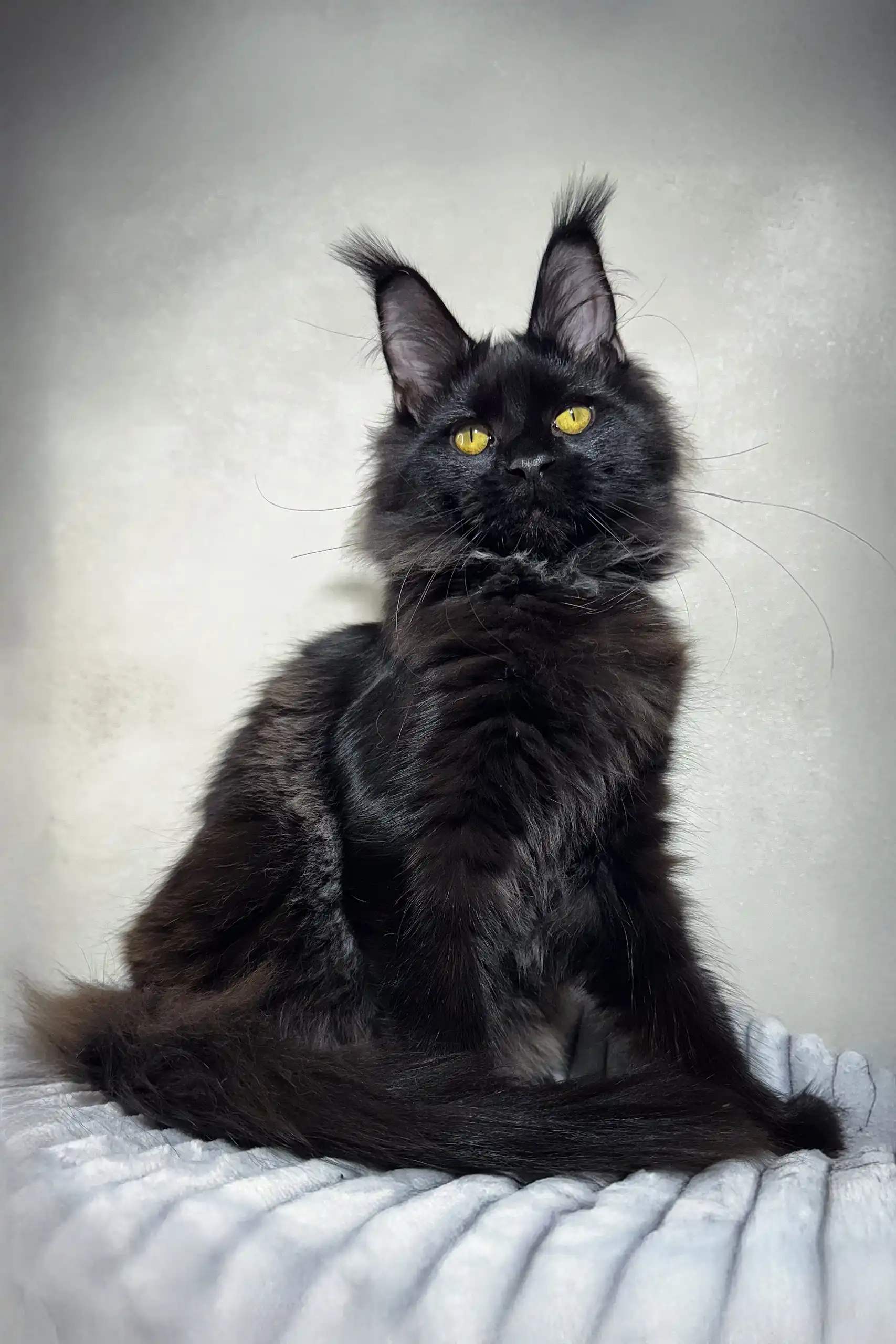 Ivon | Maine Coon Kitten - Image 3