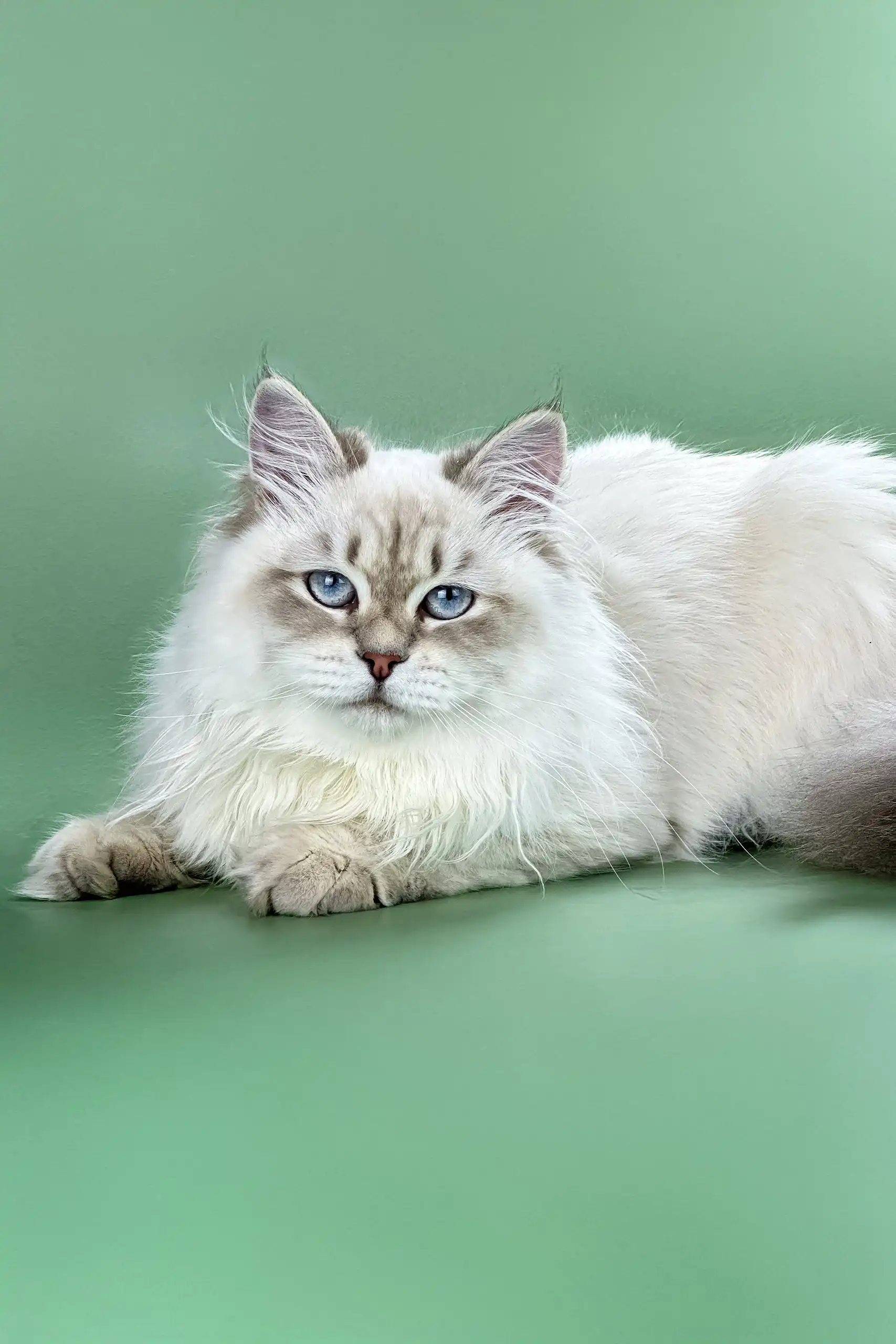 Izolda | Siberian Kitten - Image 4
