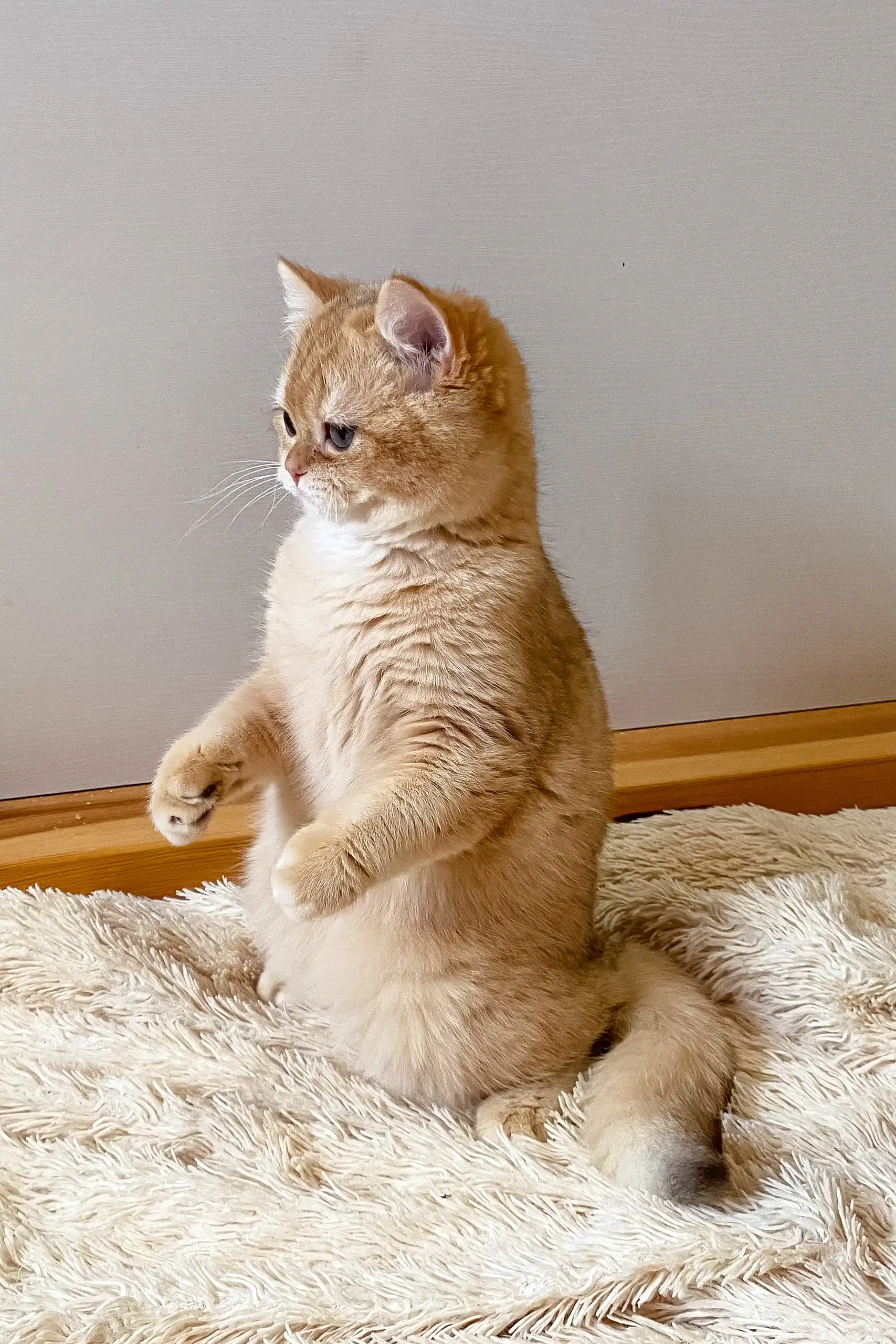 Izya | British Shorthair Kitten - Image 4