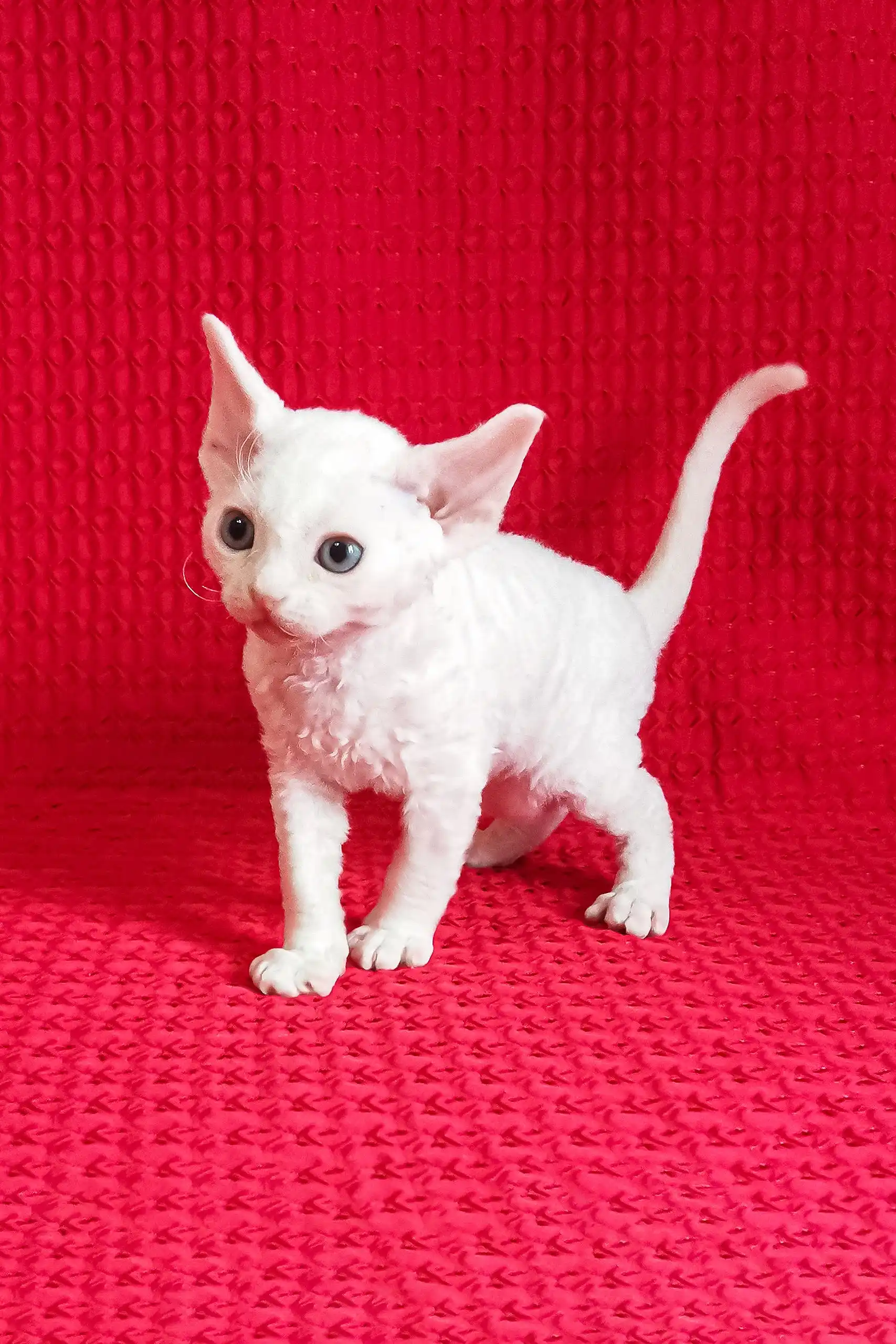 Izya | Devon Rex Kitten - Image 5
