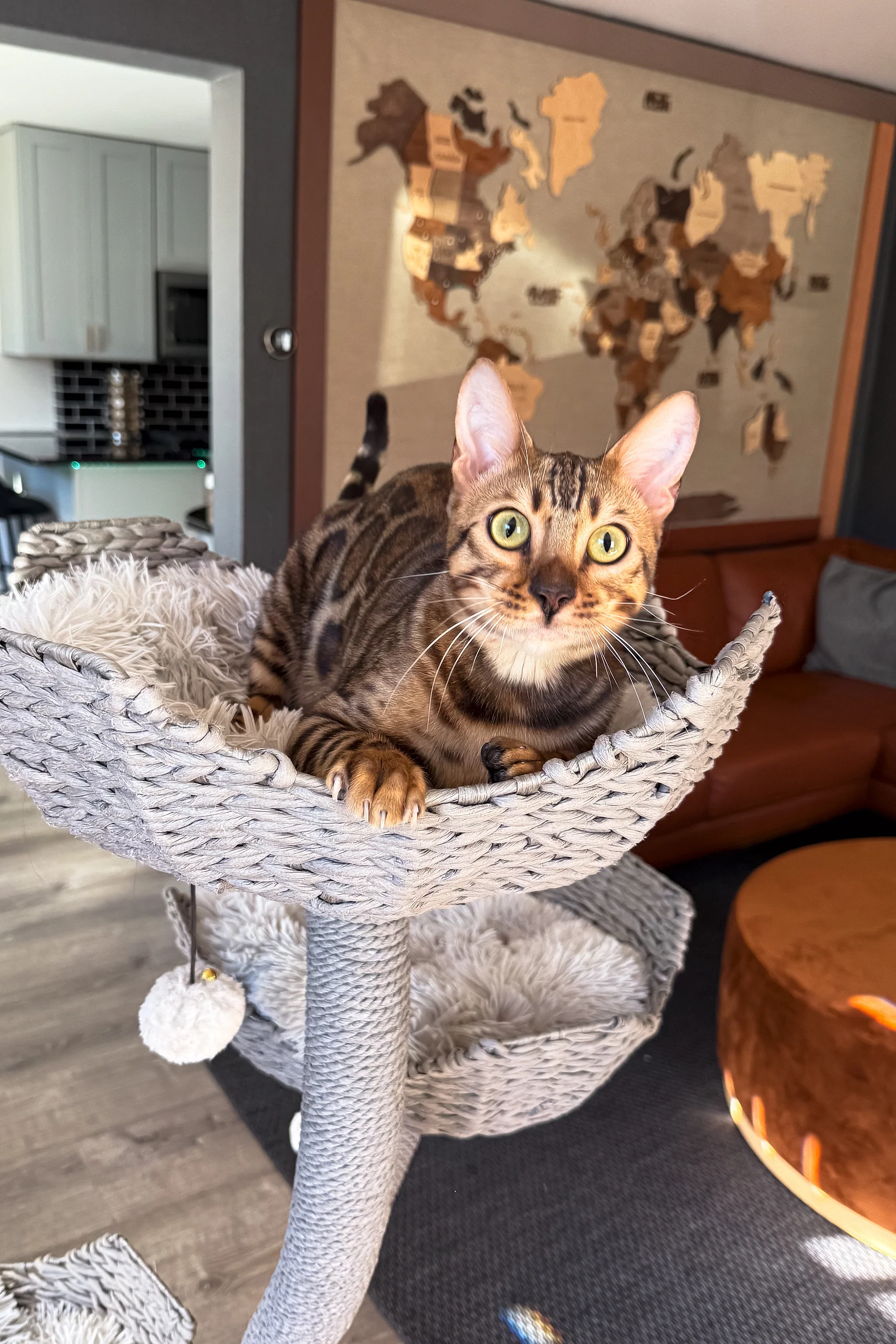 Jack | Bengal Kitten - Image 3