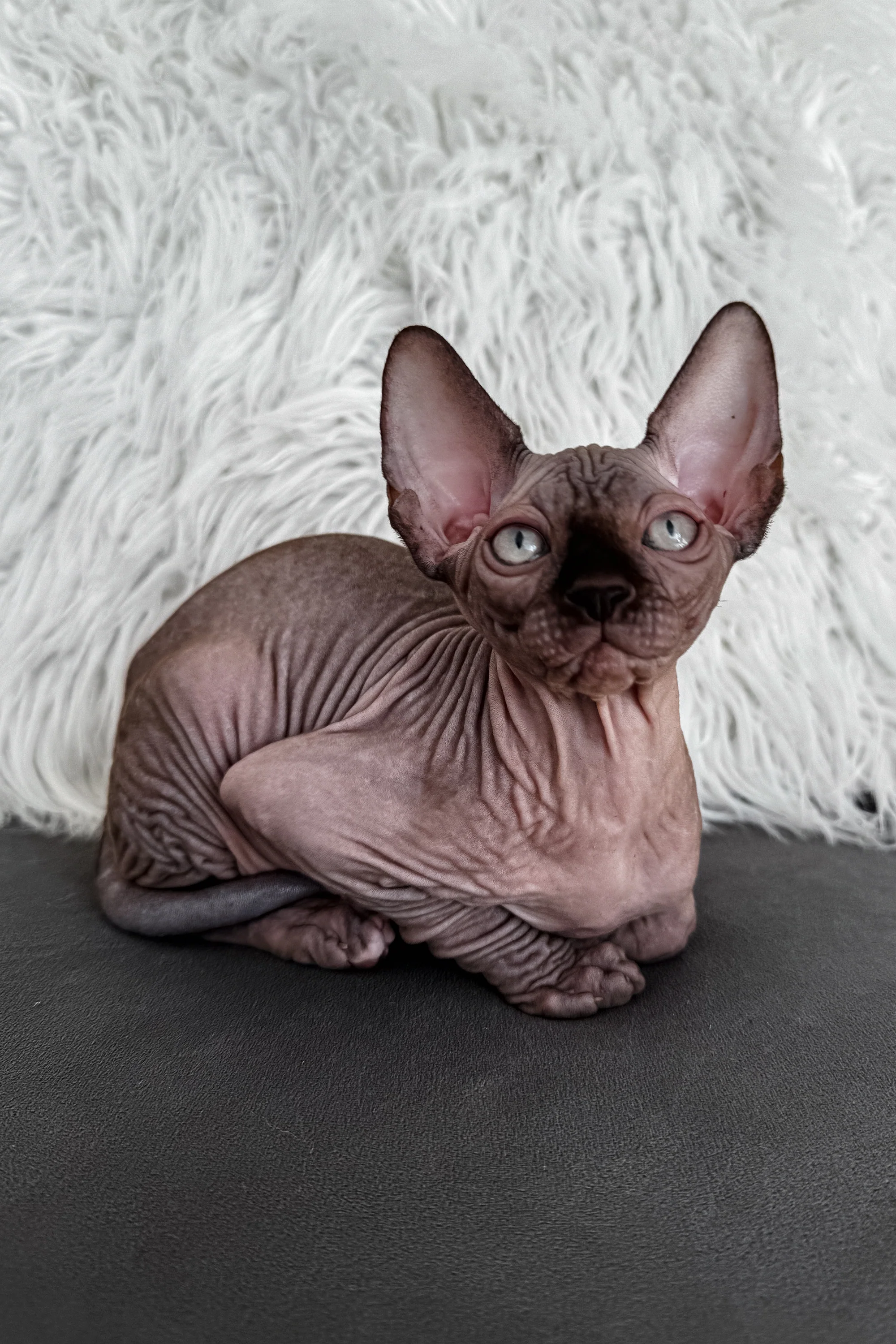 Jack | Canadian Sphynx Kitten - Image 2