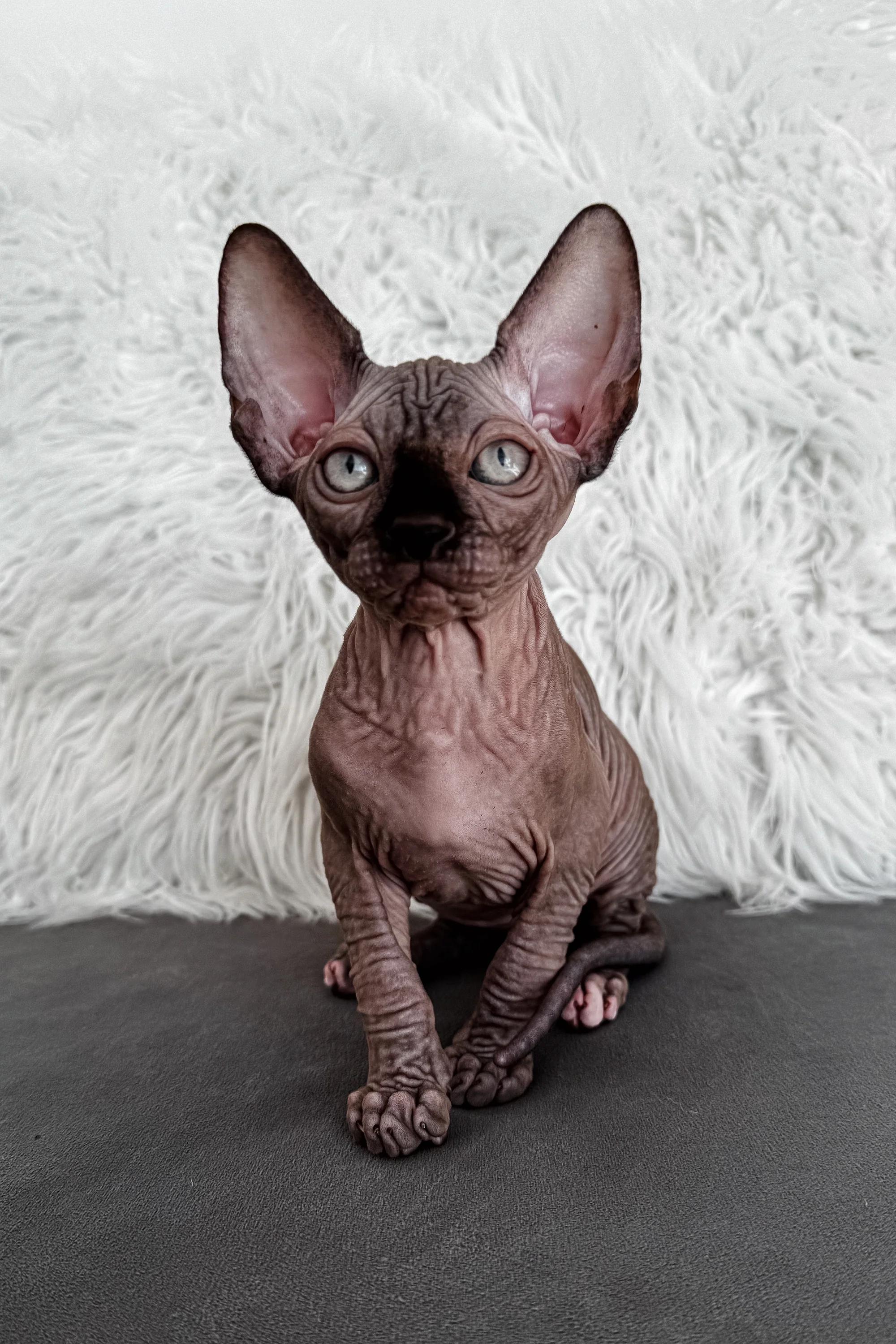 Jack | Canadian Sphynx Kitten - Image 8