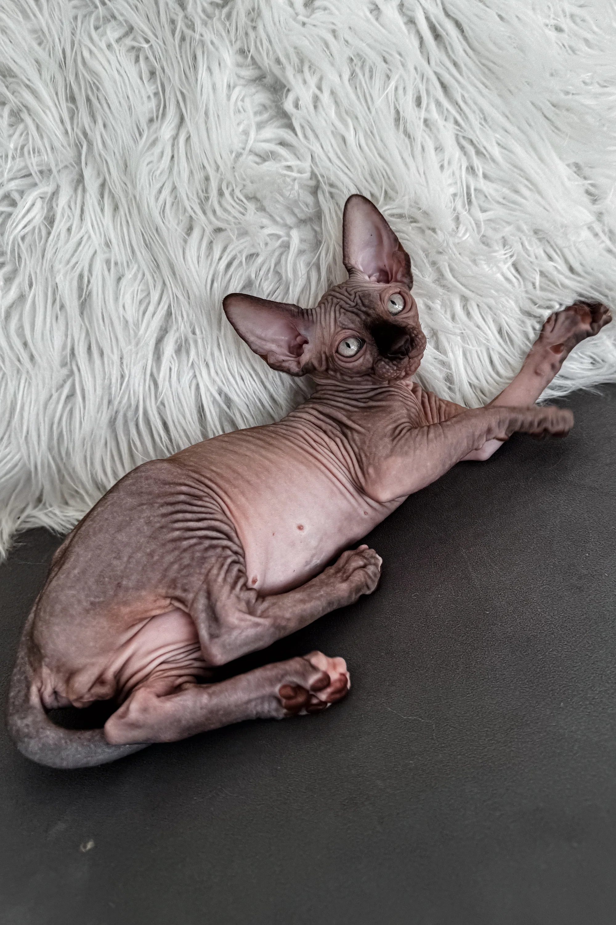 Jack | Canadian Sphynx Kitten - Image 9