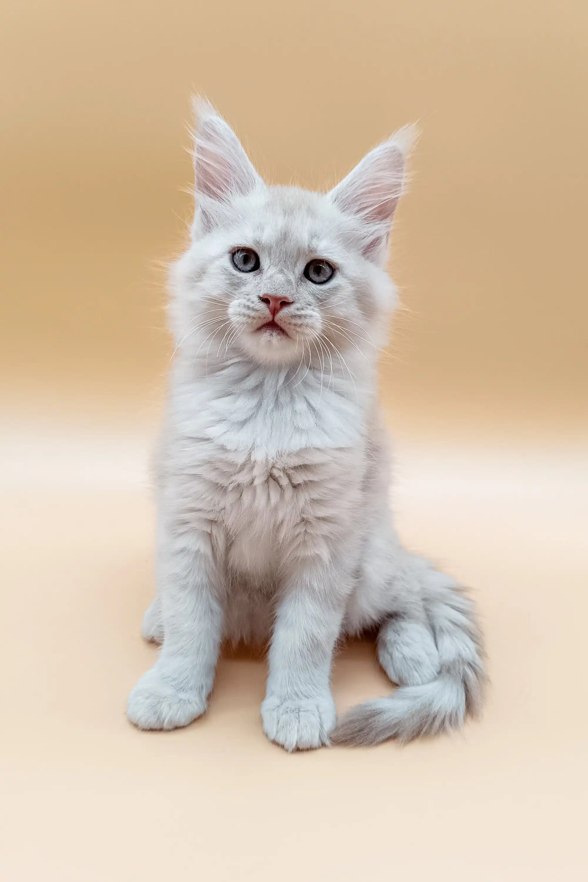 Jack | Maine Coon Kitten - Image 6