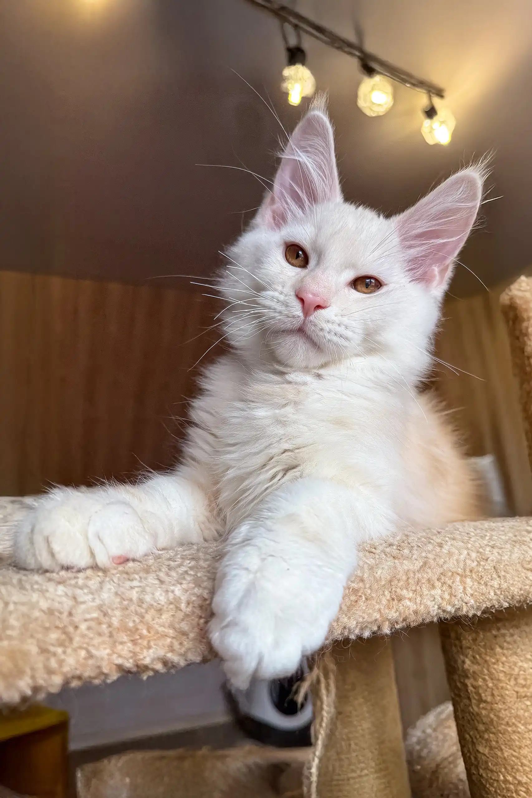 Jack | Maine Coon Kitten - Image 8
