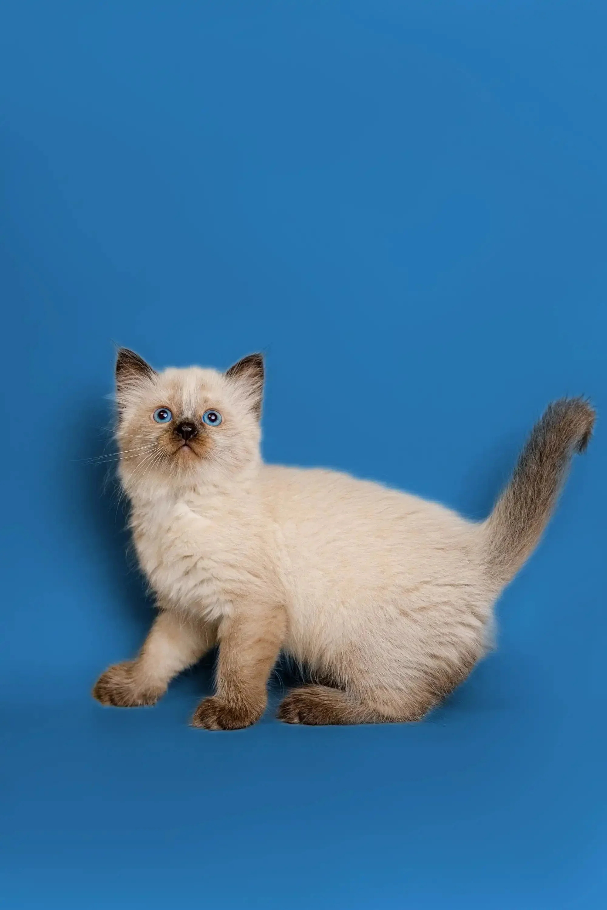 Jack | Ragdoll Kitten - Image 2