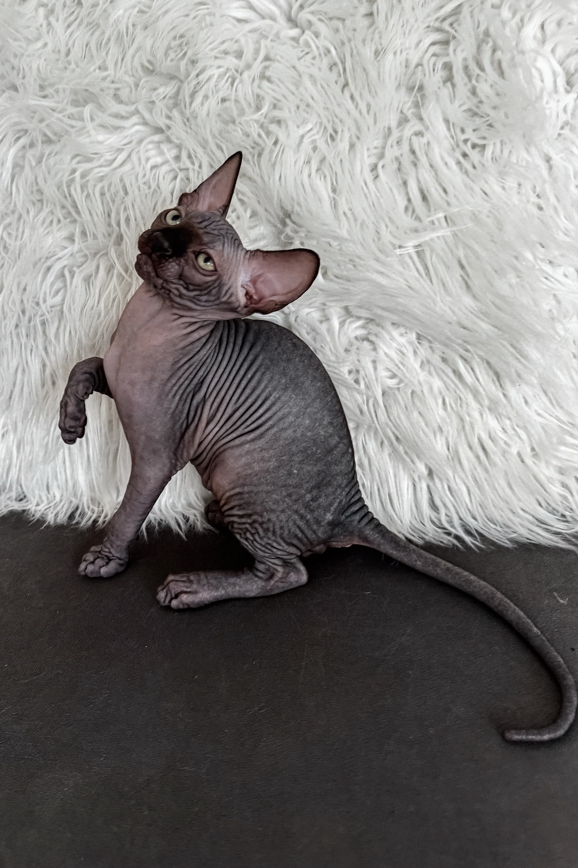 Jackpot | Canadian Sphynx Kitten - Image 4