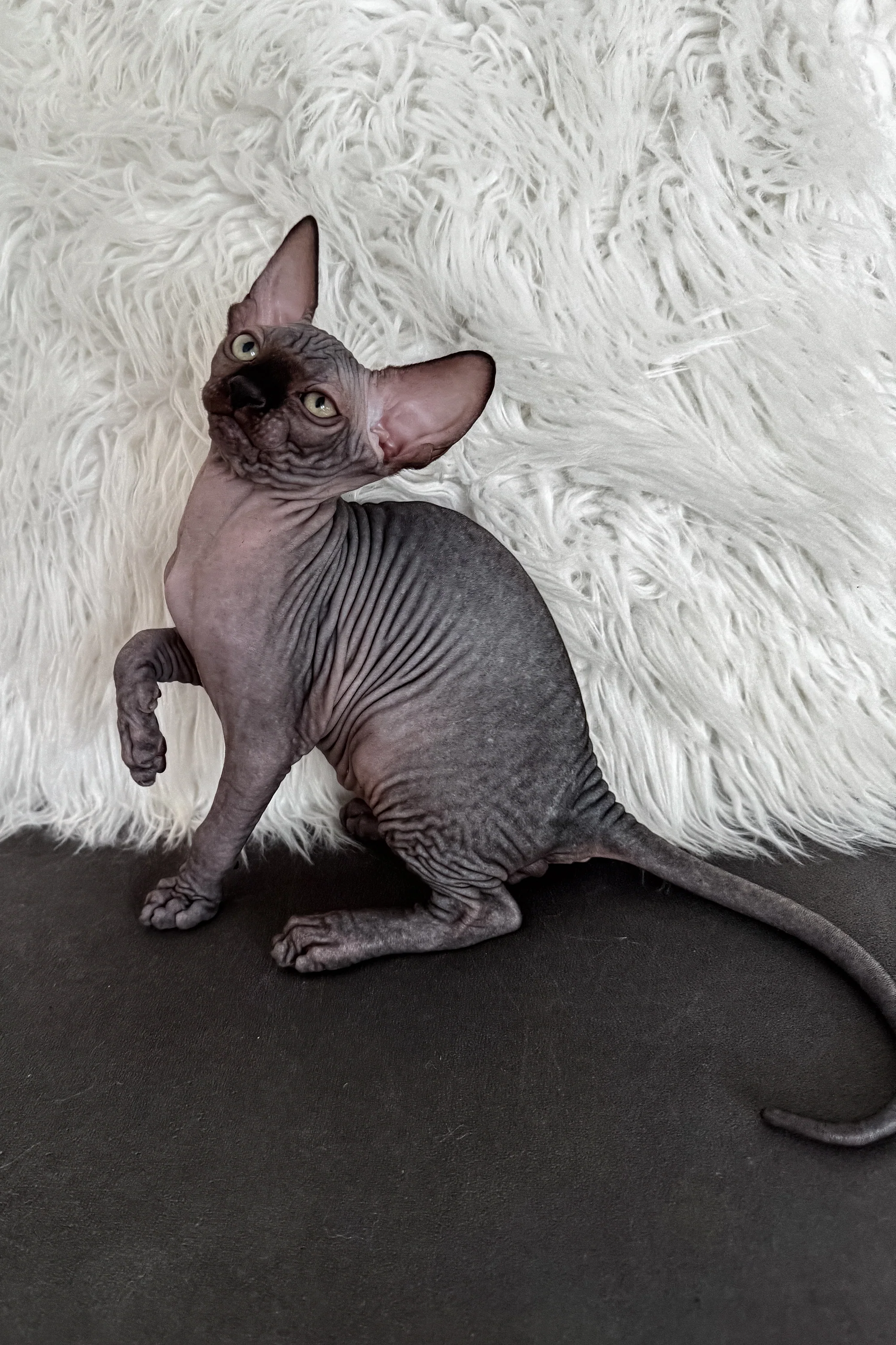 Jackpot | Canadian Sphynx Kitten - Image 6