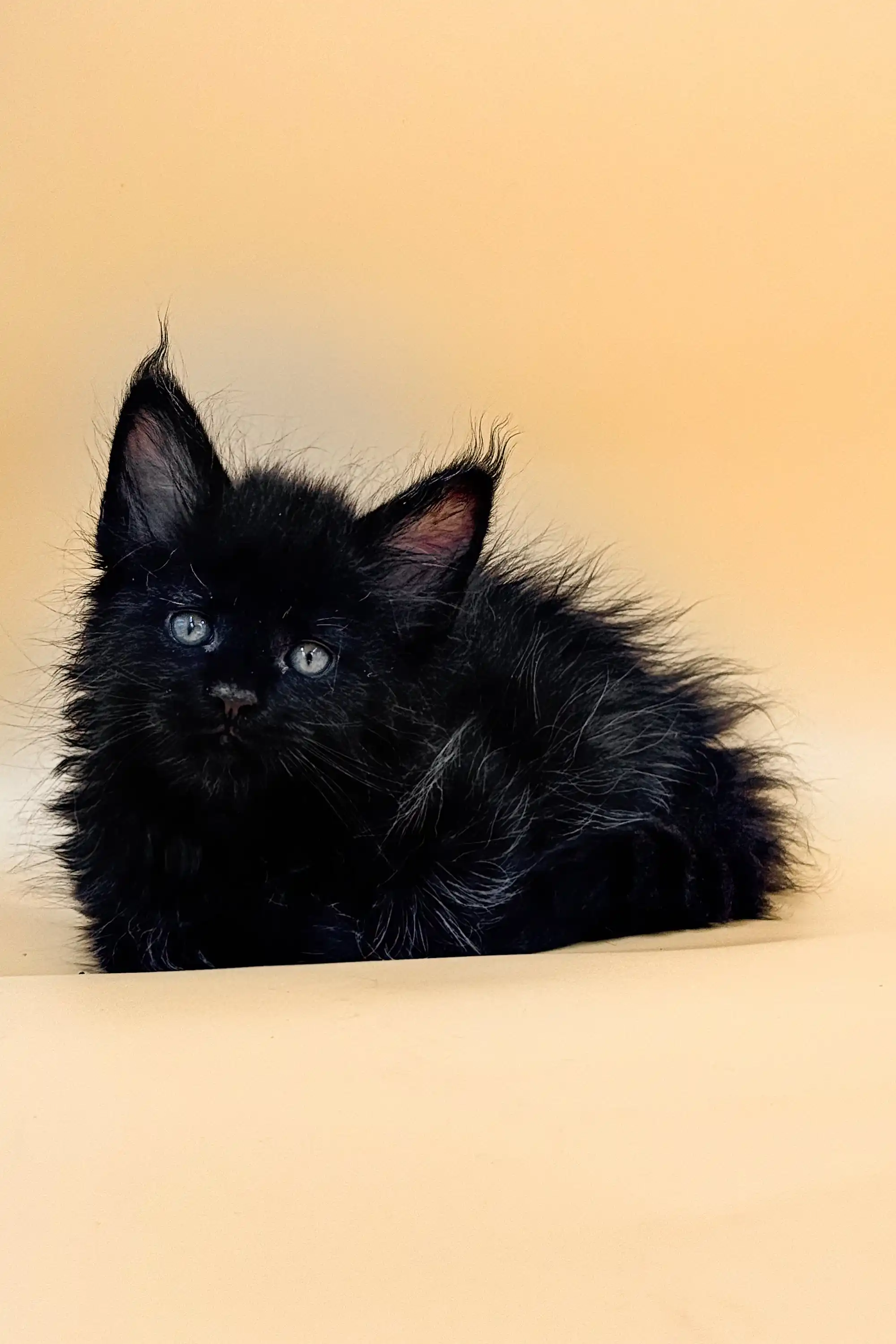 Jad | Maine Coon Kitten - Image 5