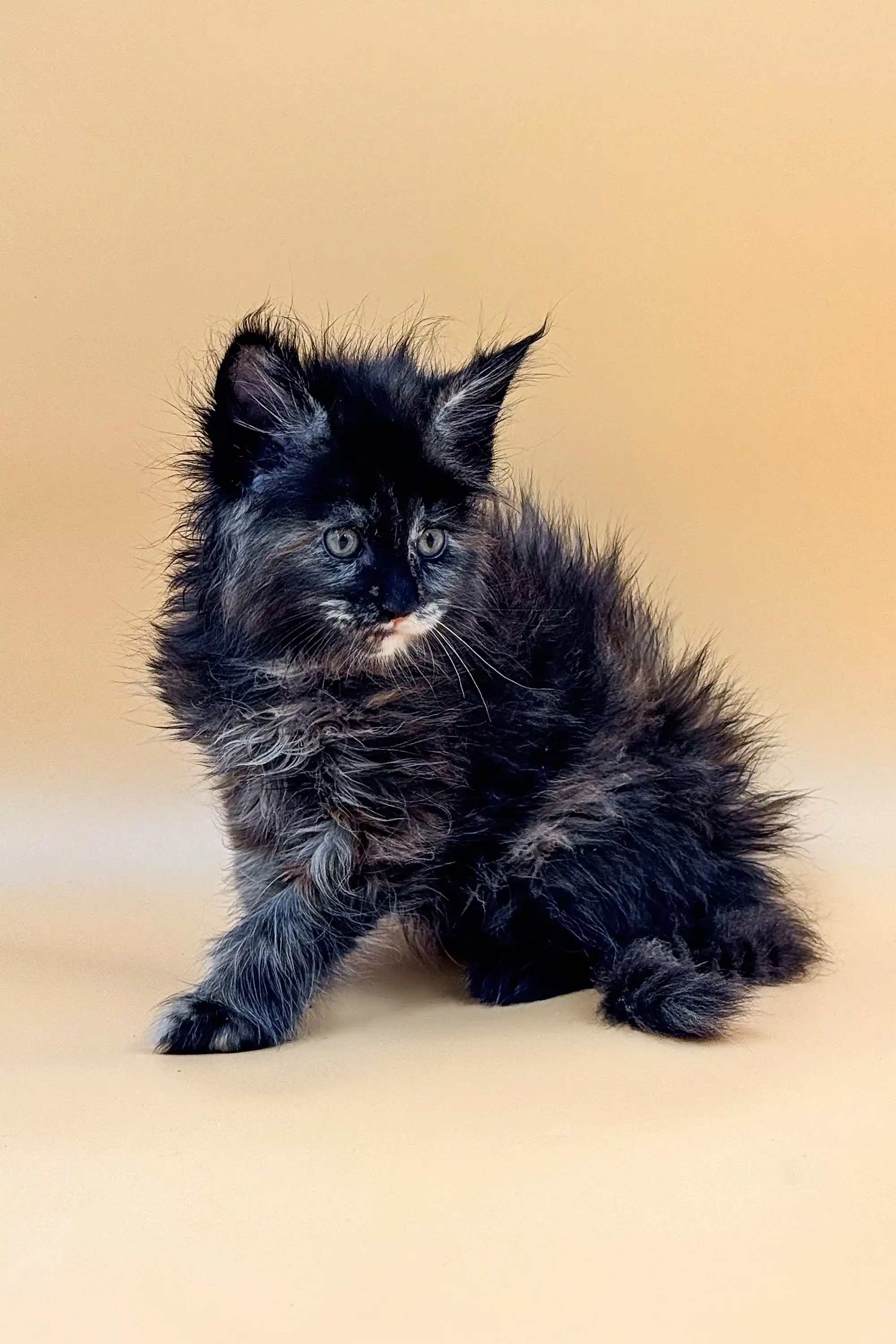 Jada | Maine Coon Kitten - Image 5