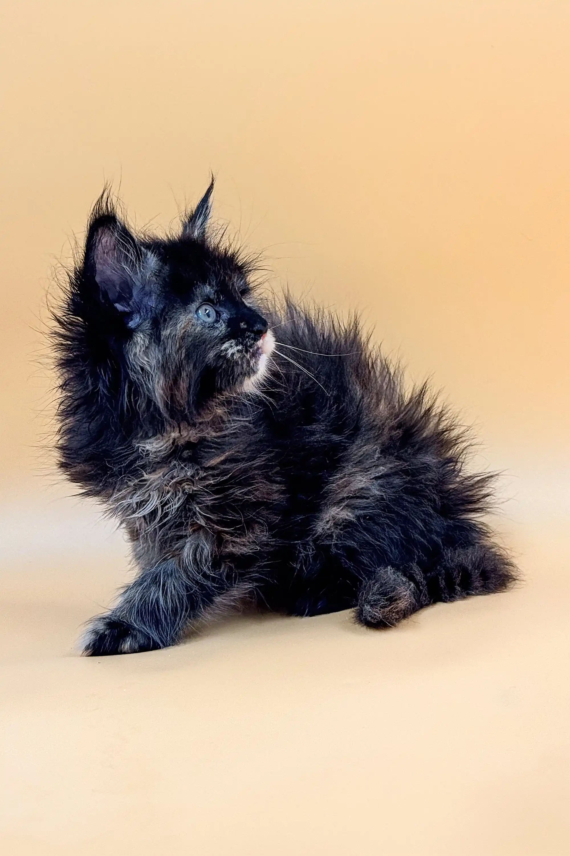 Jada | Maine Coon Kitten - Image 6